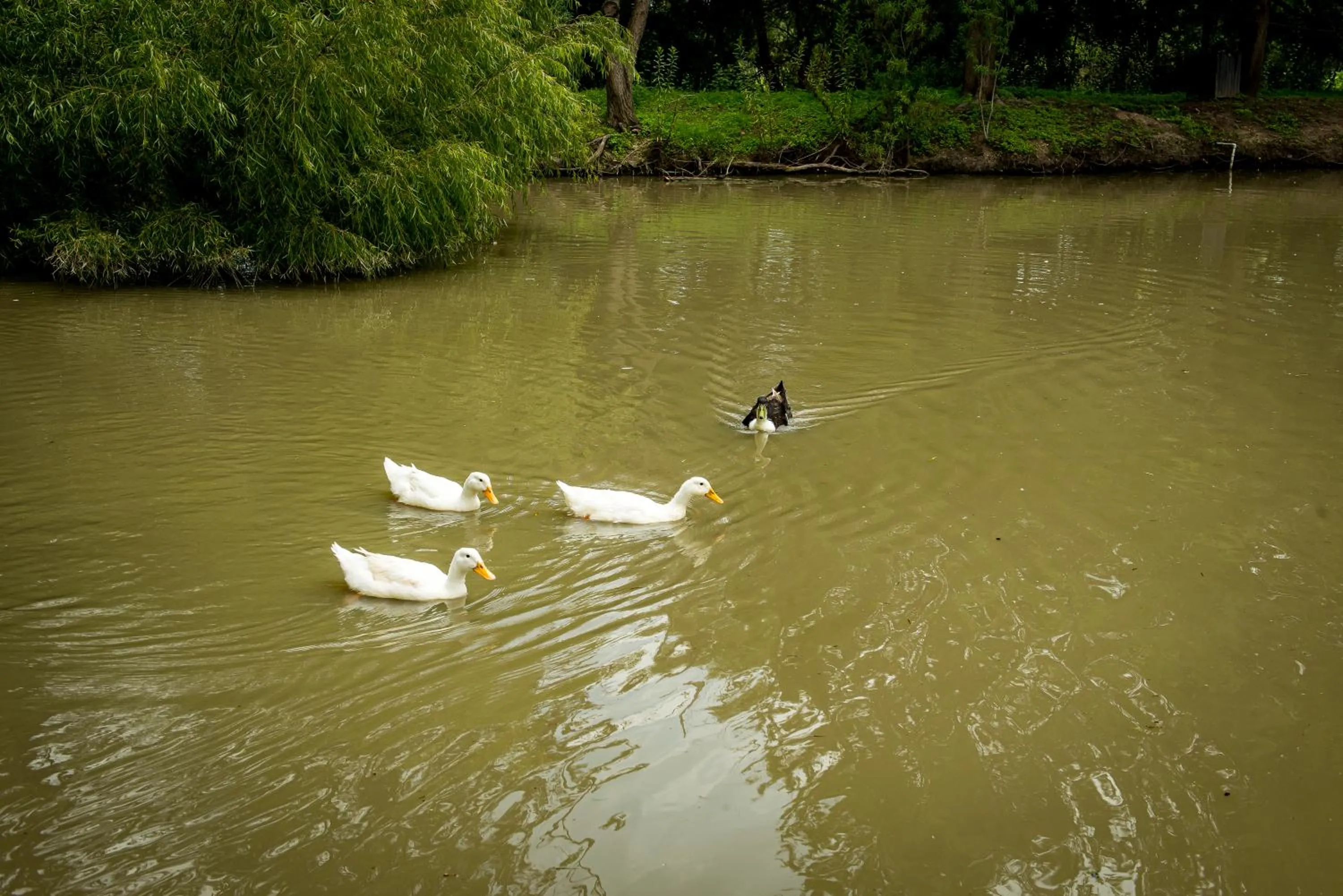 Natural landscape in Villas Casa de Aves