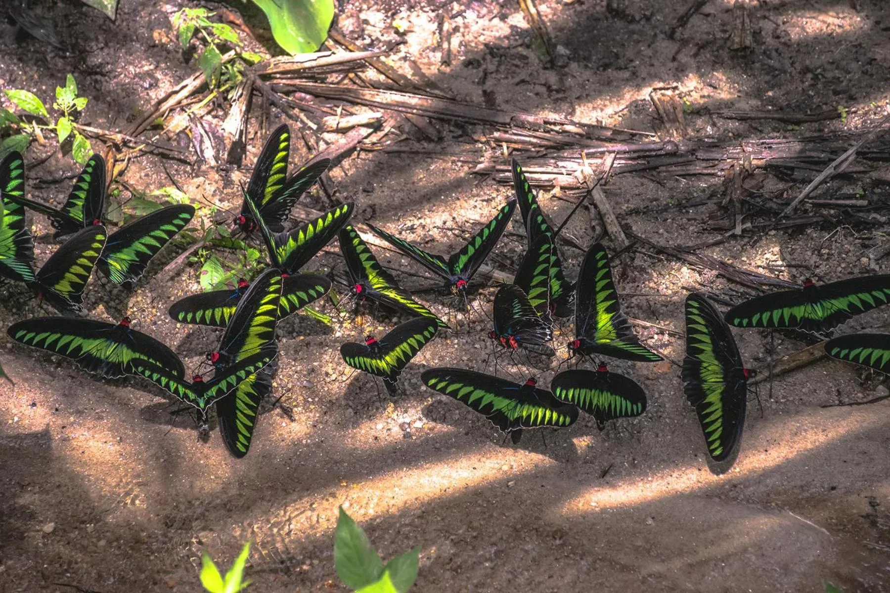Natural landscape in Sementra Hot Spring Nature Resort