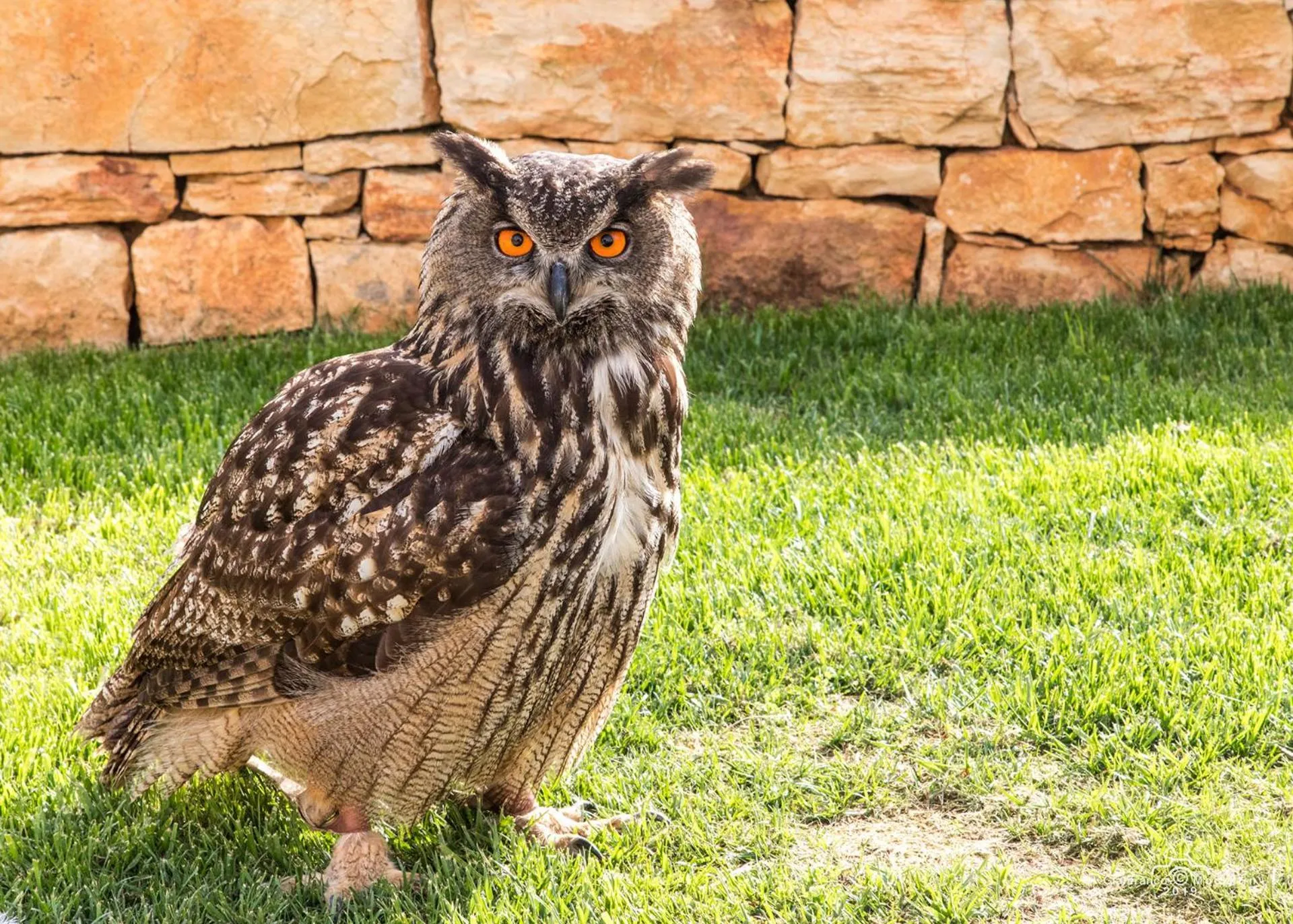 Other Animals in Il Pagano Lussurioso