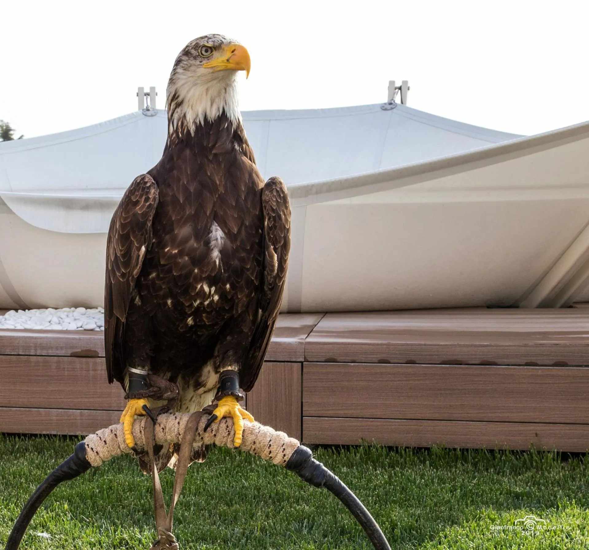 Other Animals in Il Pagano Lussurioso