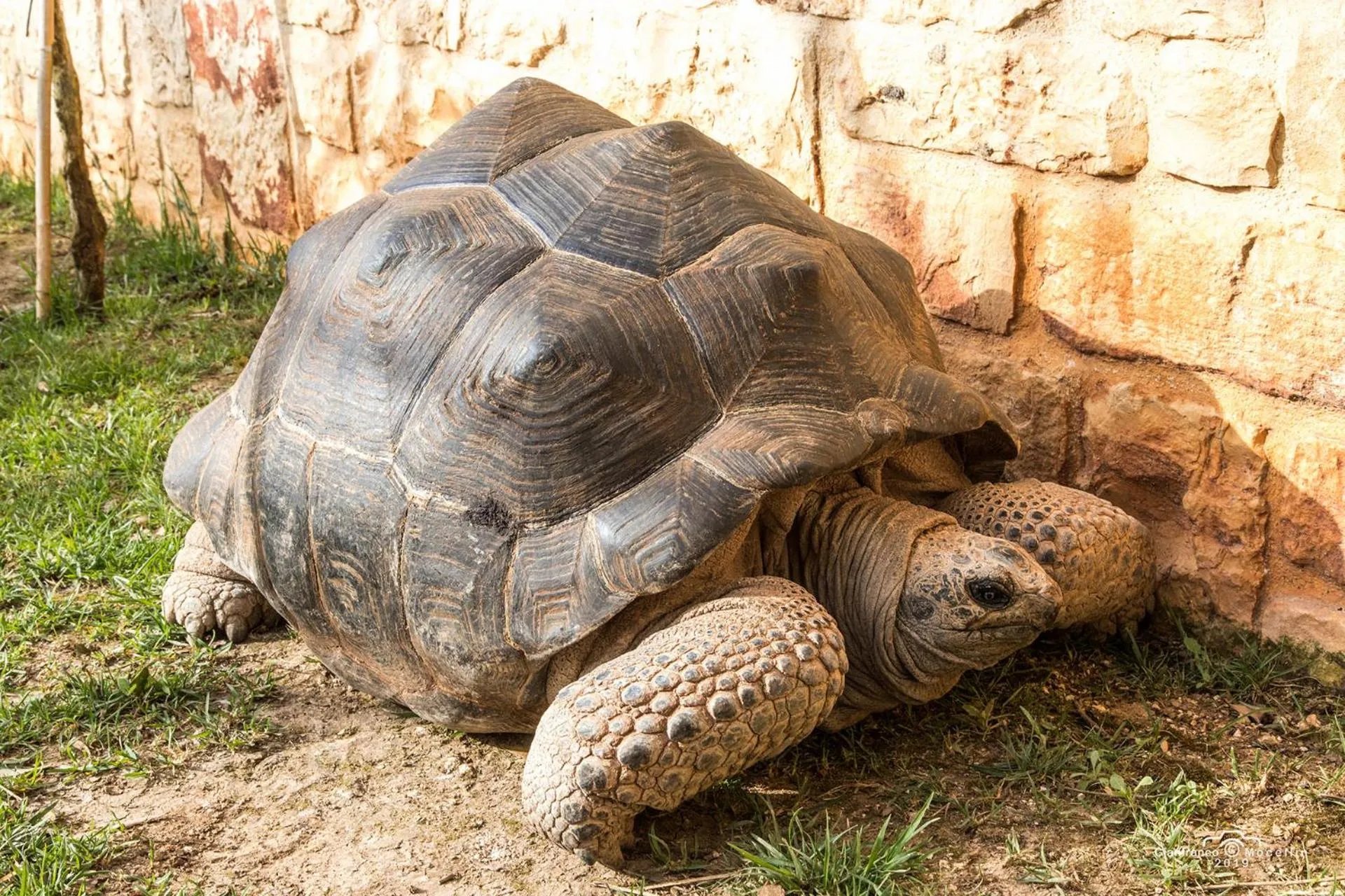 Other Animals in Il Pagano Lussurioso