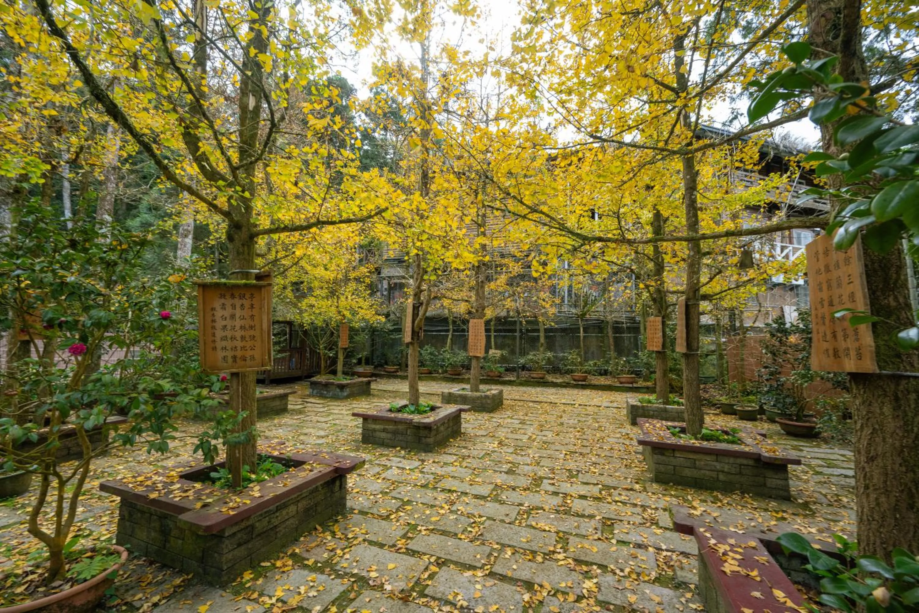 Natural landscape in Ginkgo Hotel