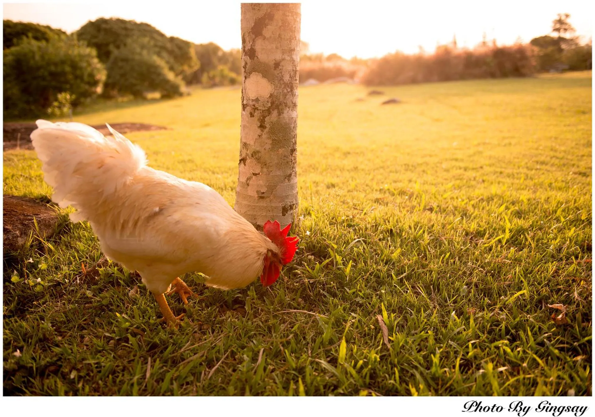 Animals in The Natural Garden Resort
