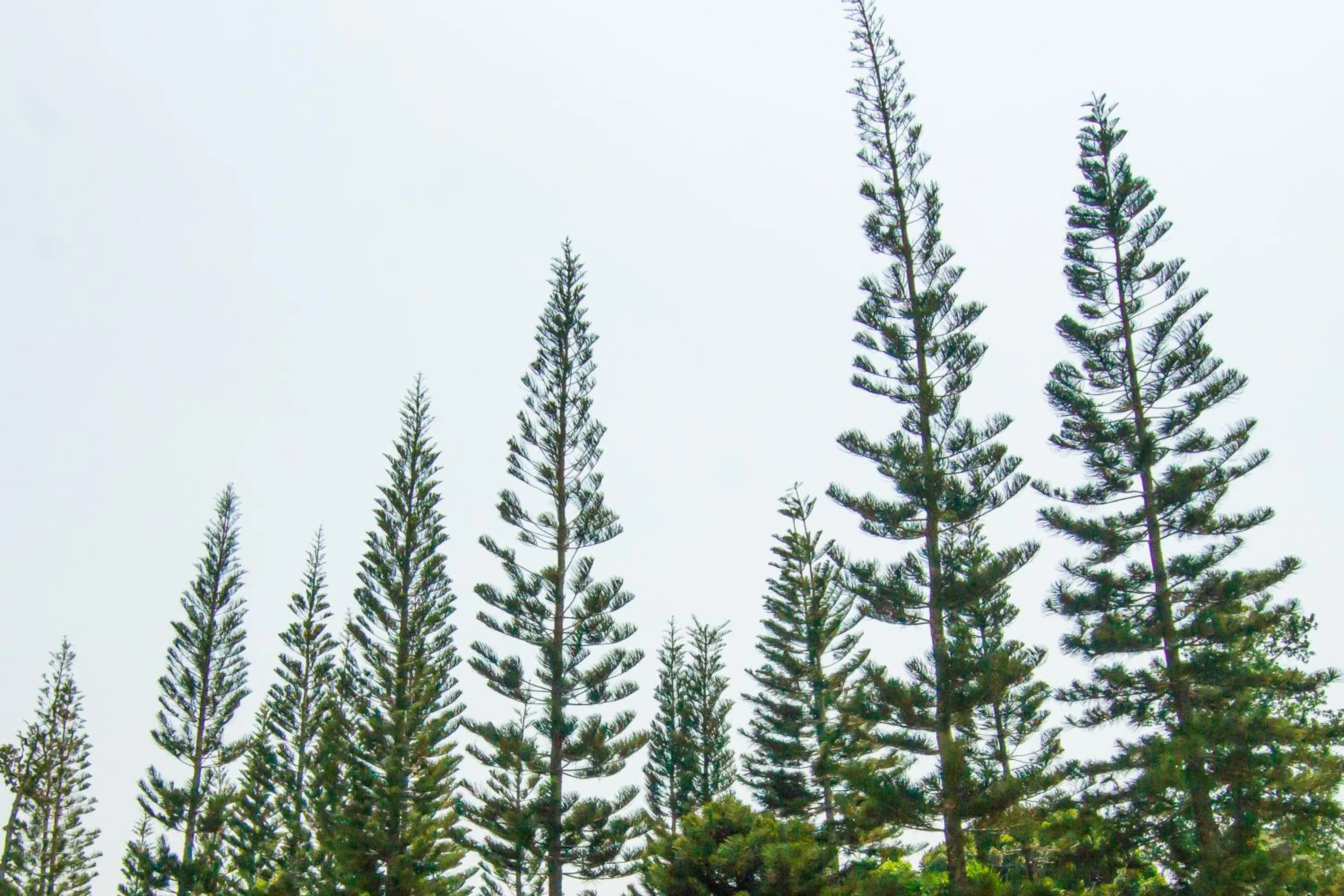 Natural landscape in The Natural Garden Resort