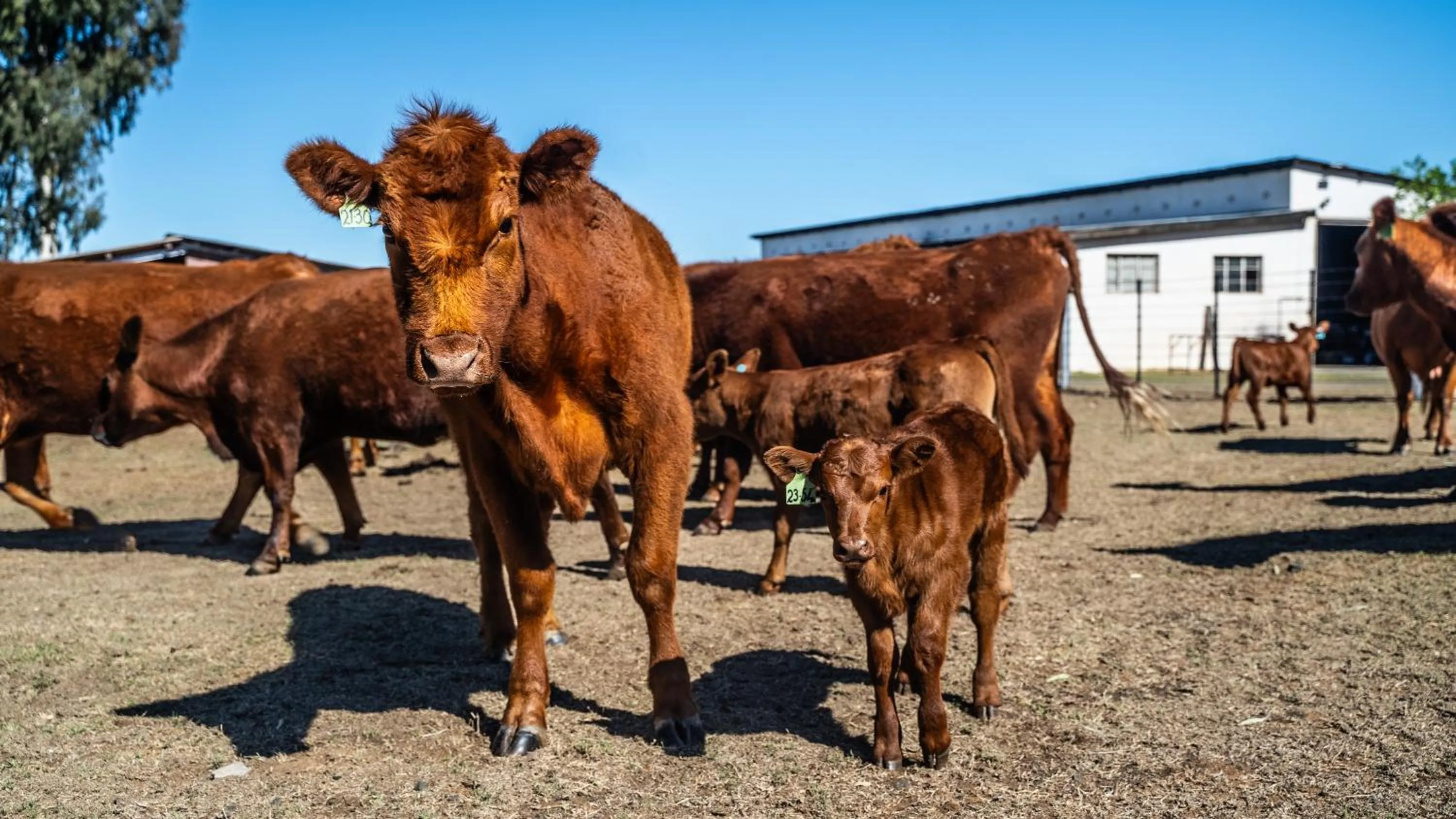 Animals in Jonkershoek Guest Farm