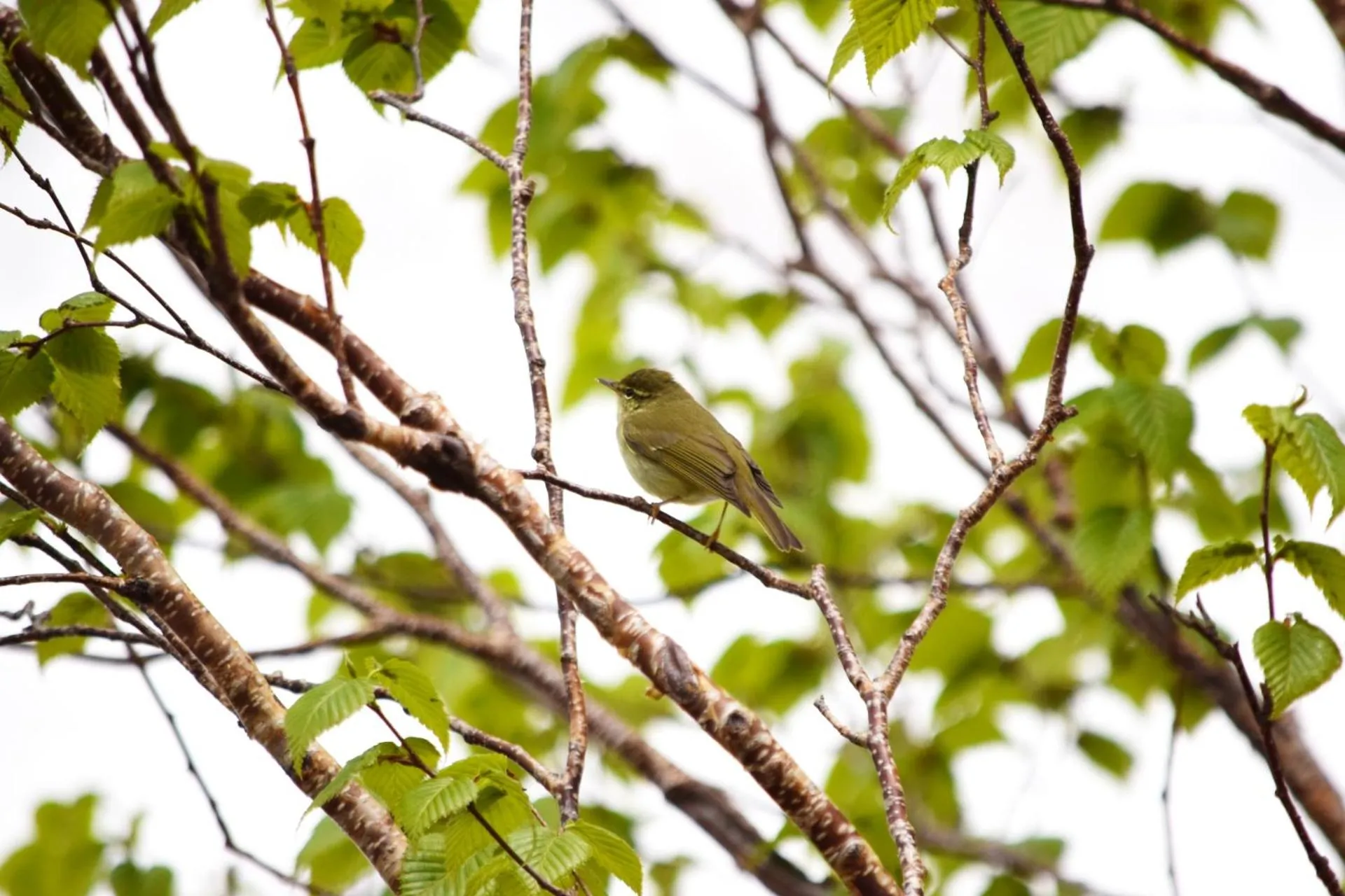 View (from property/room) in Kinosaki Tenboen