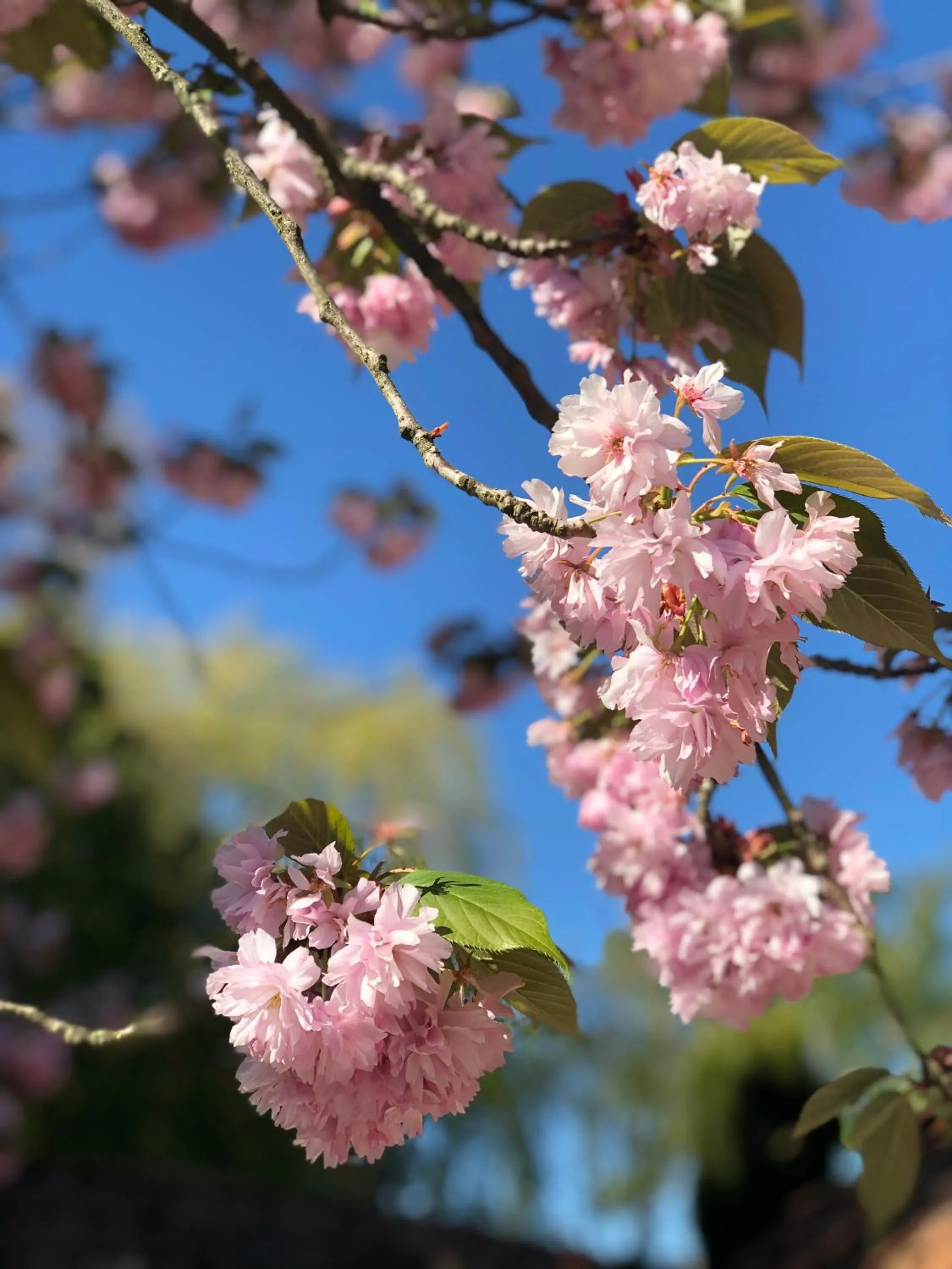 Spring in B&B Borgersteeg
