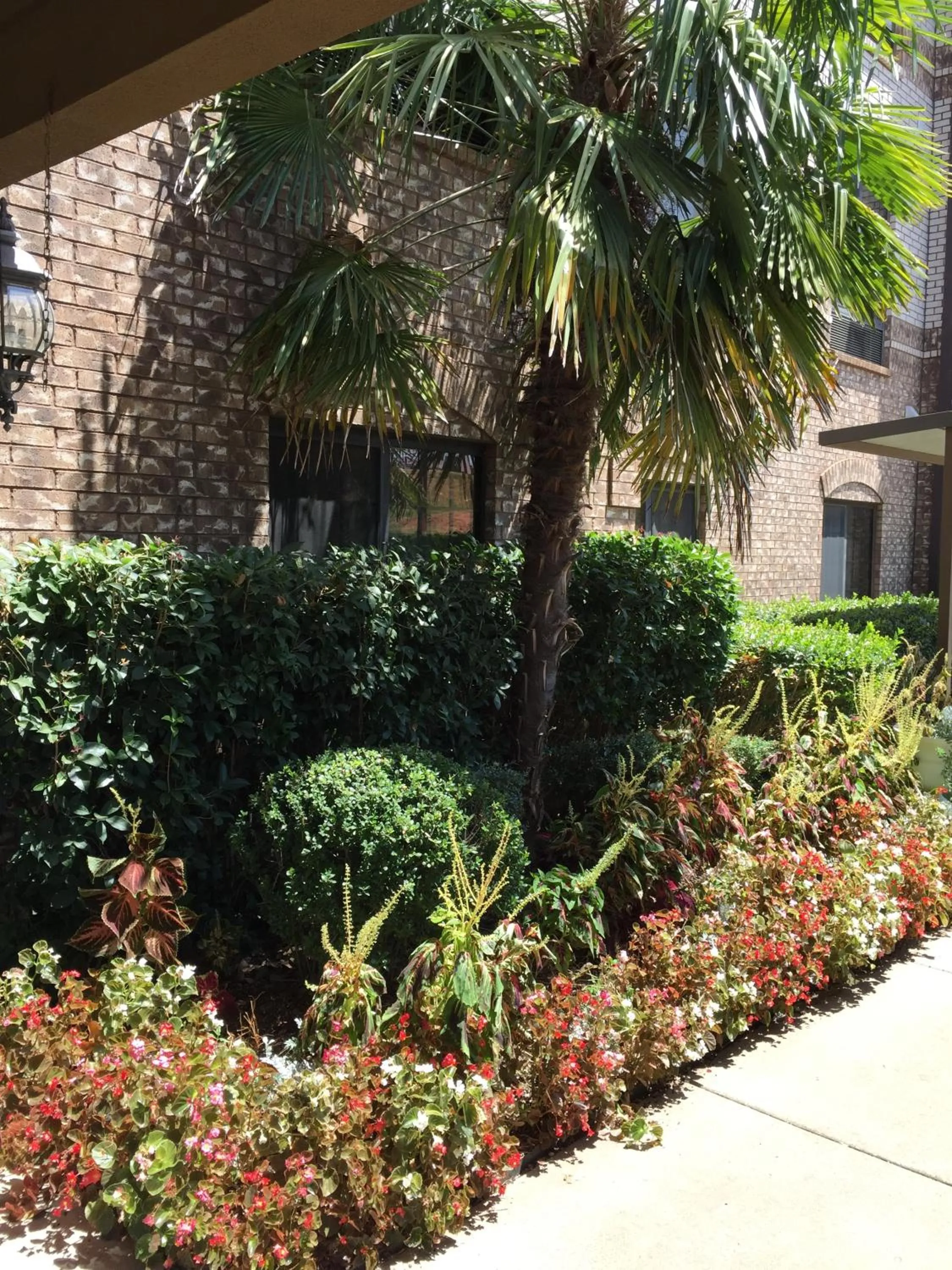 Garden in Comfort Suites Marshall