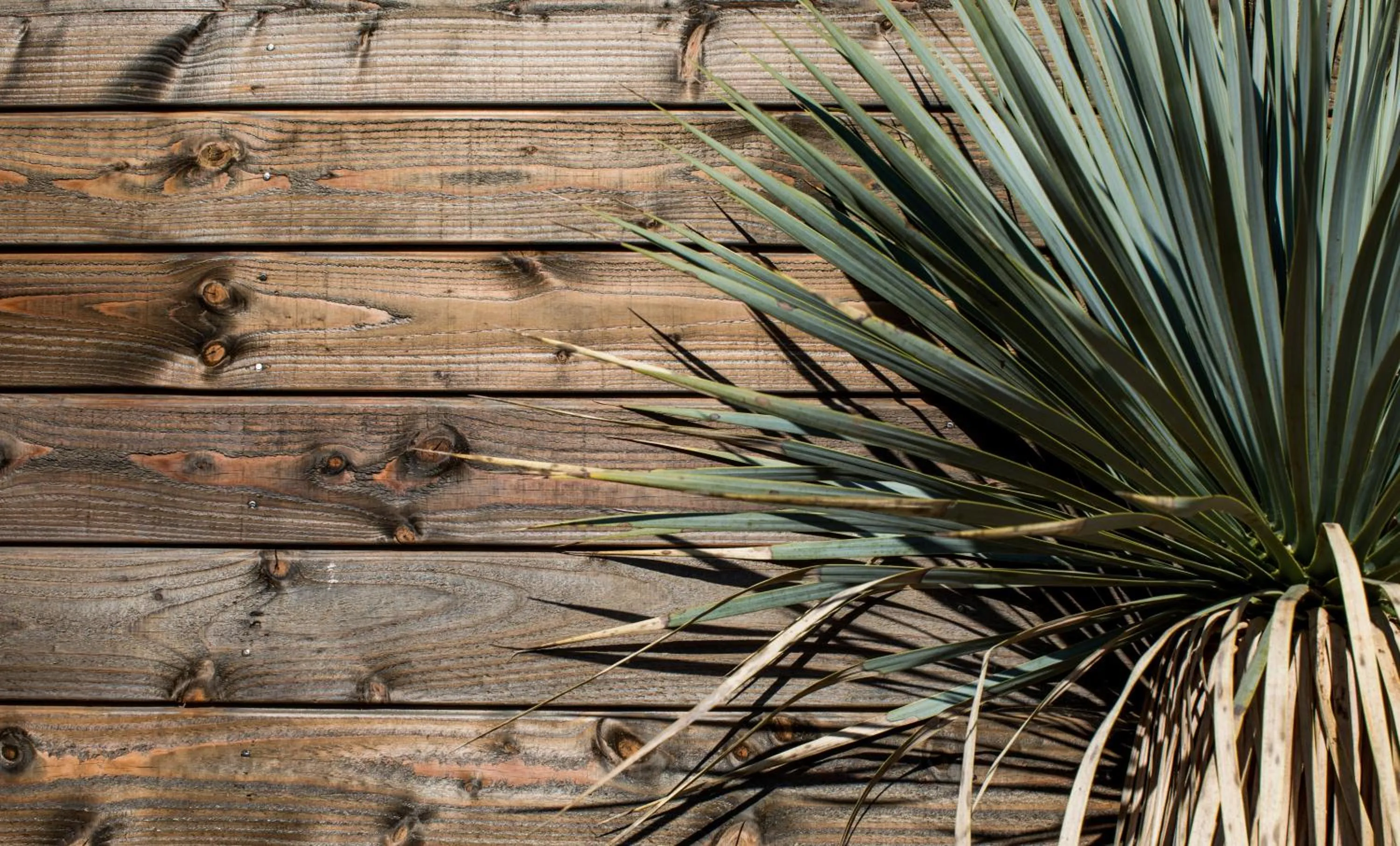 Garden in Le Lodge des Îles d'Or