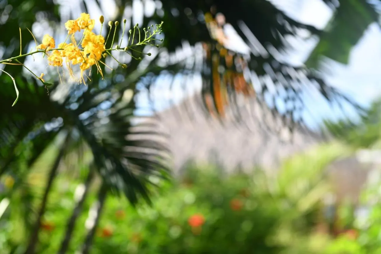 Garden in Hôtel Iloma
