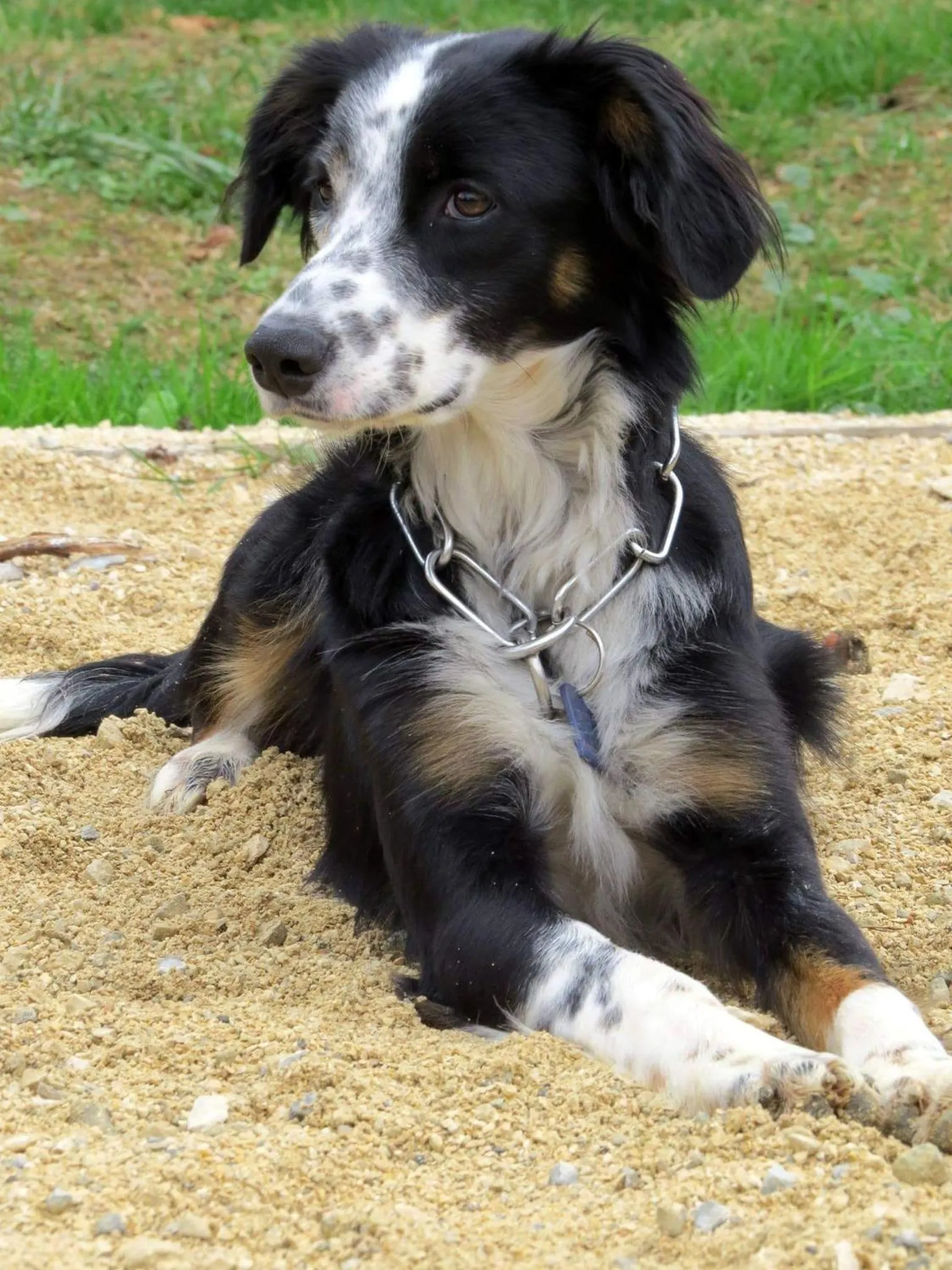 Pets in Infocus-Du-Sud