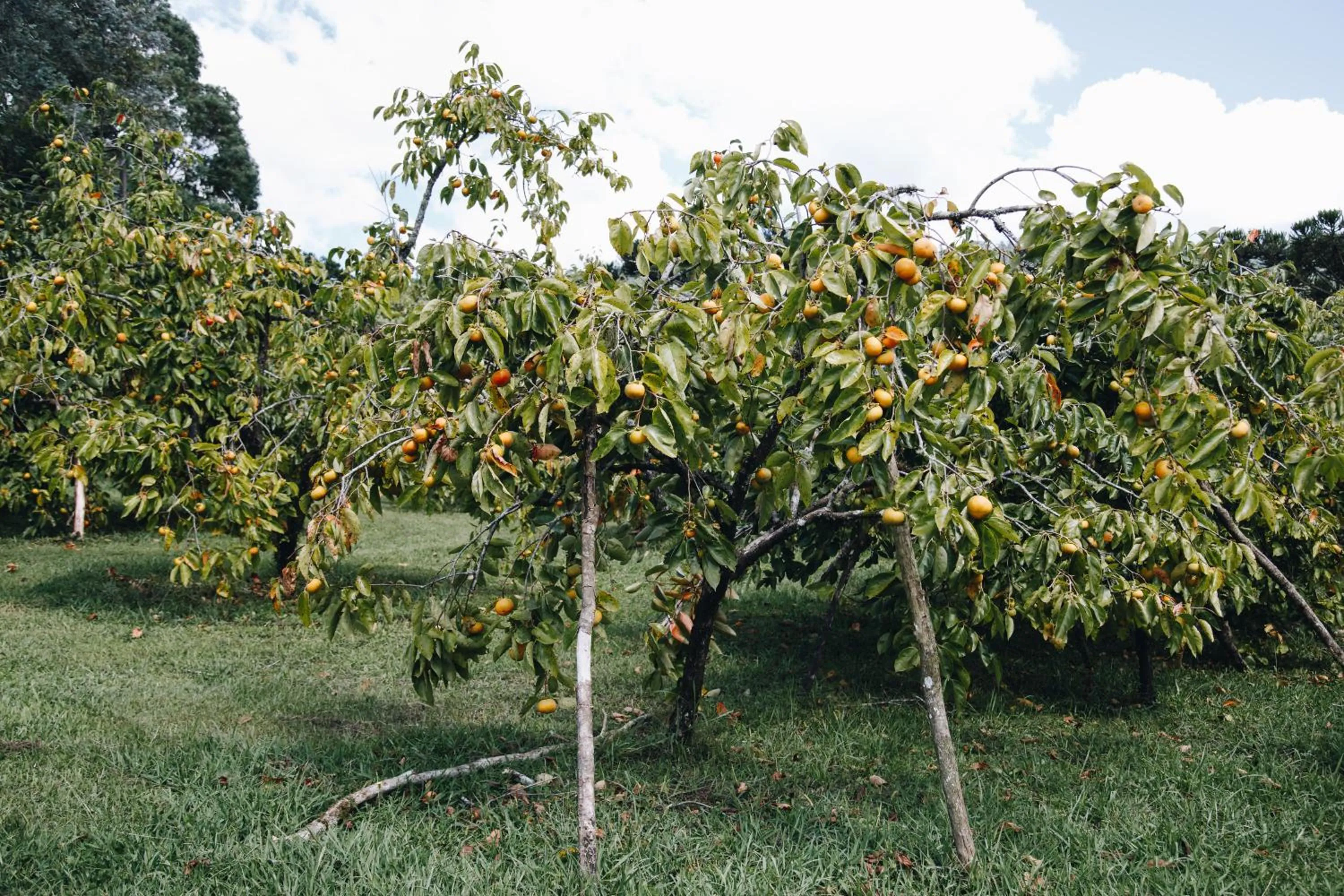 Serra Bela Eco Pousada