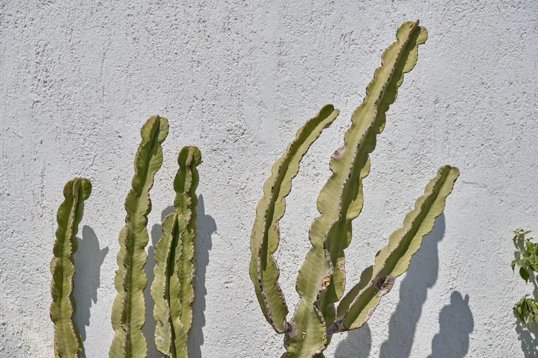 Topos Exclusive Santorini