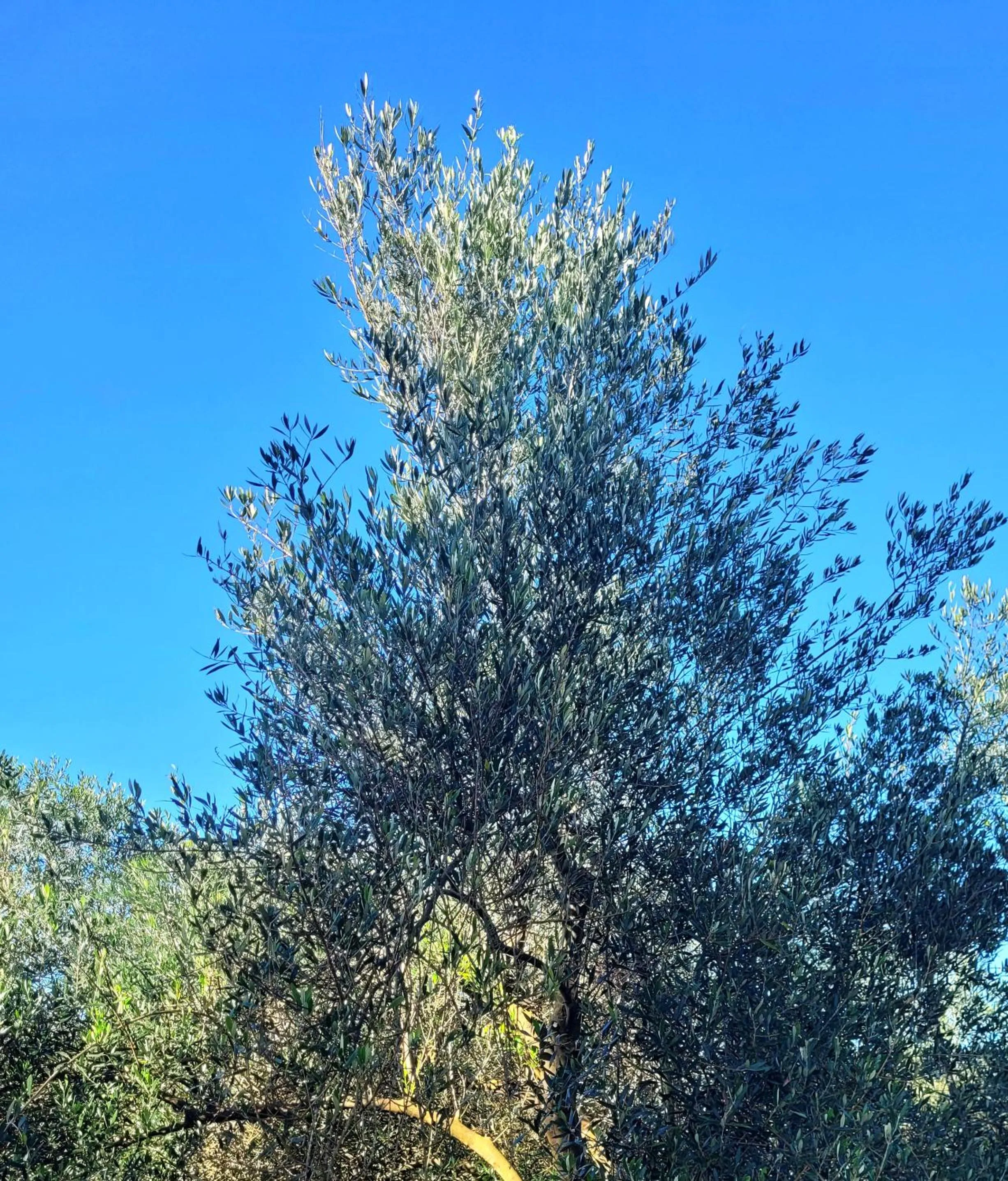 Natural landscape in Fazenda Serra que Chora - Pousada e Restaurante