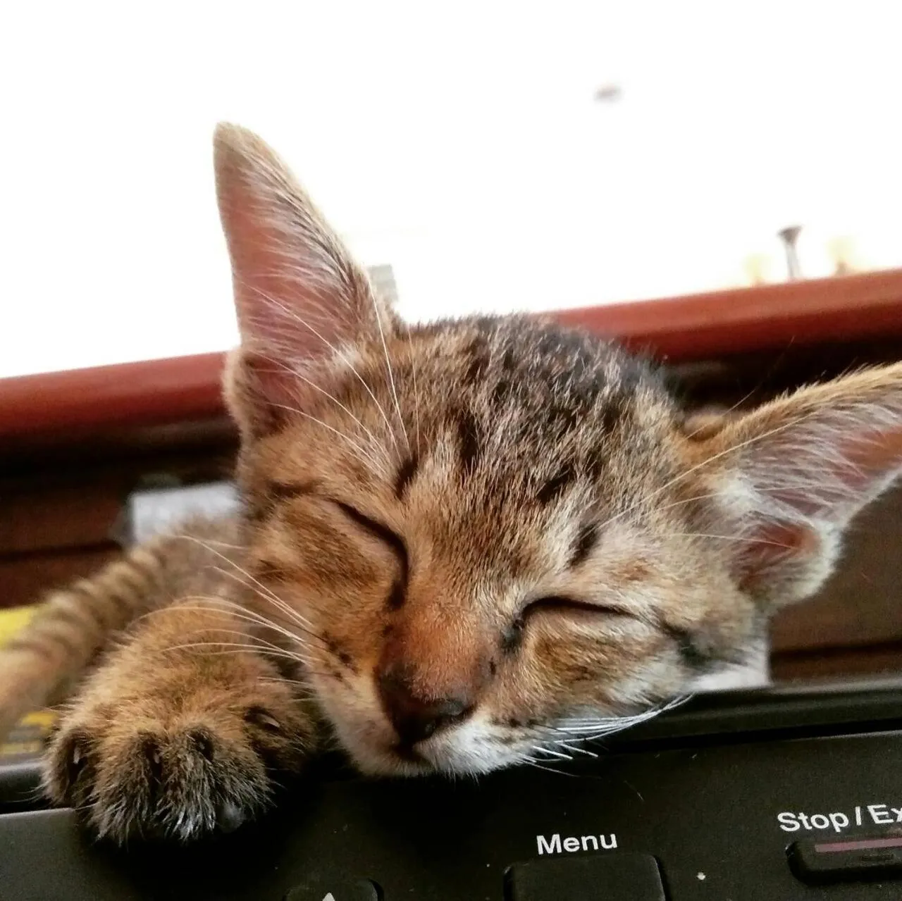 Pets in Northstar Hotel And Resort