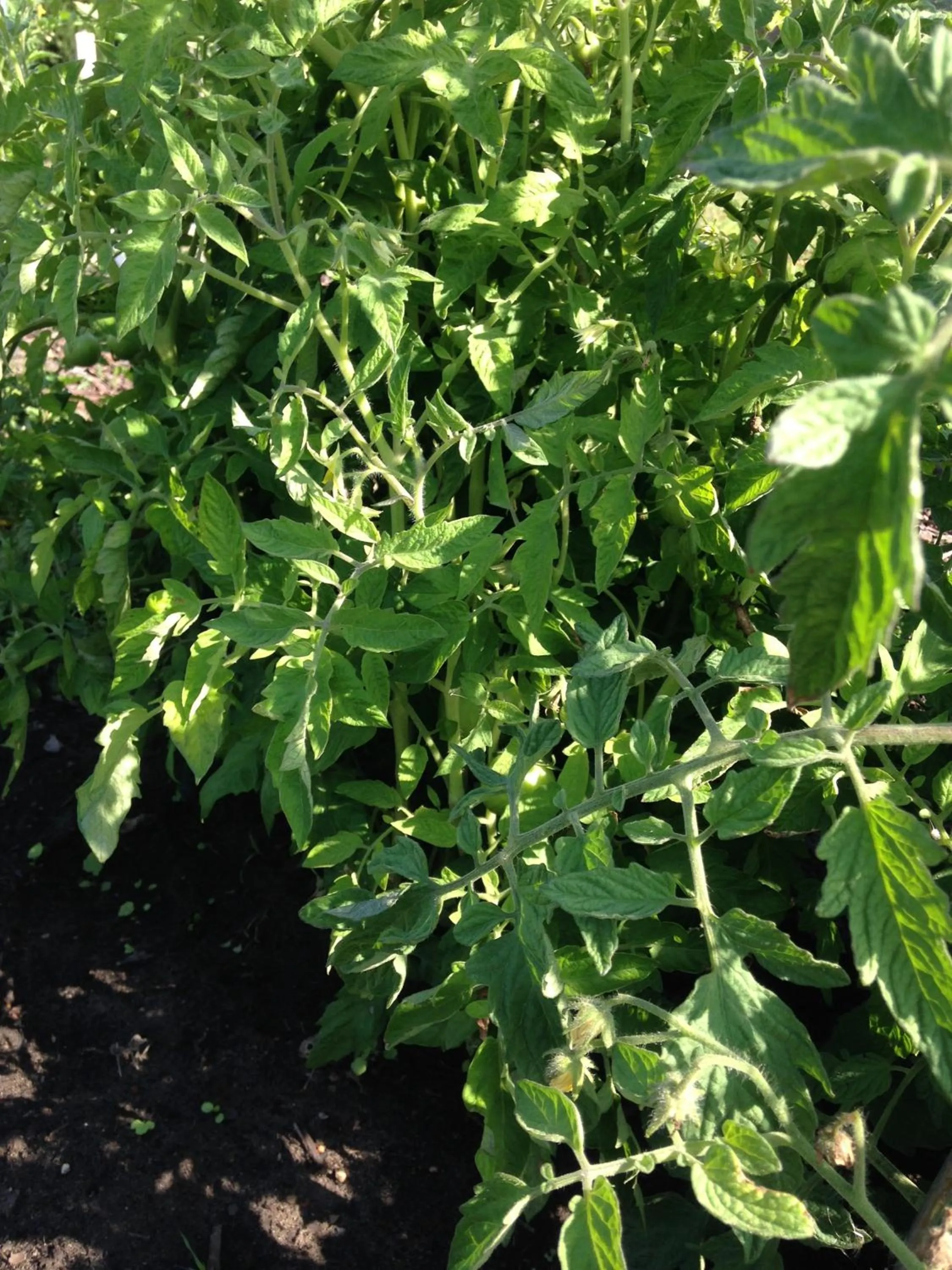 Garden in Landhotel Franck Garni