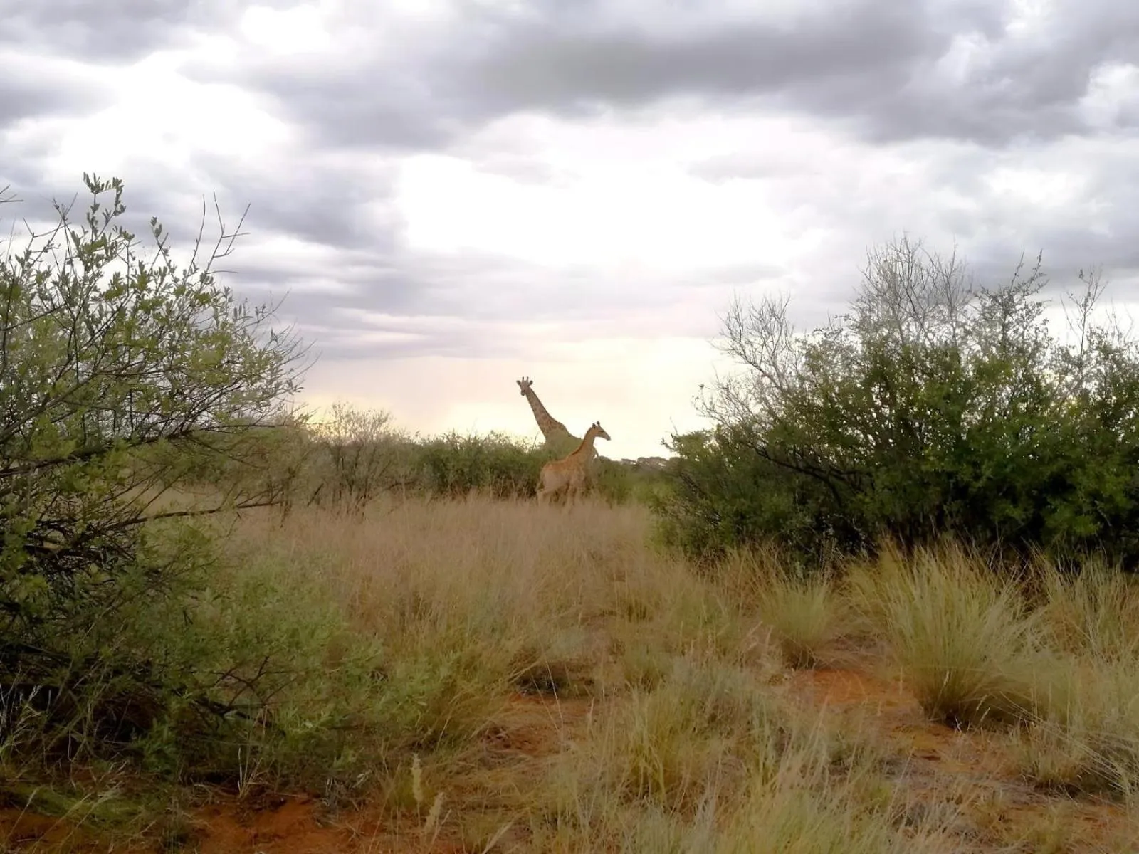 Natural landscape in West Nest Lodge