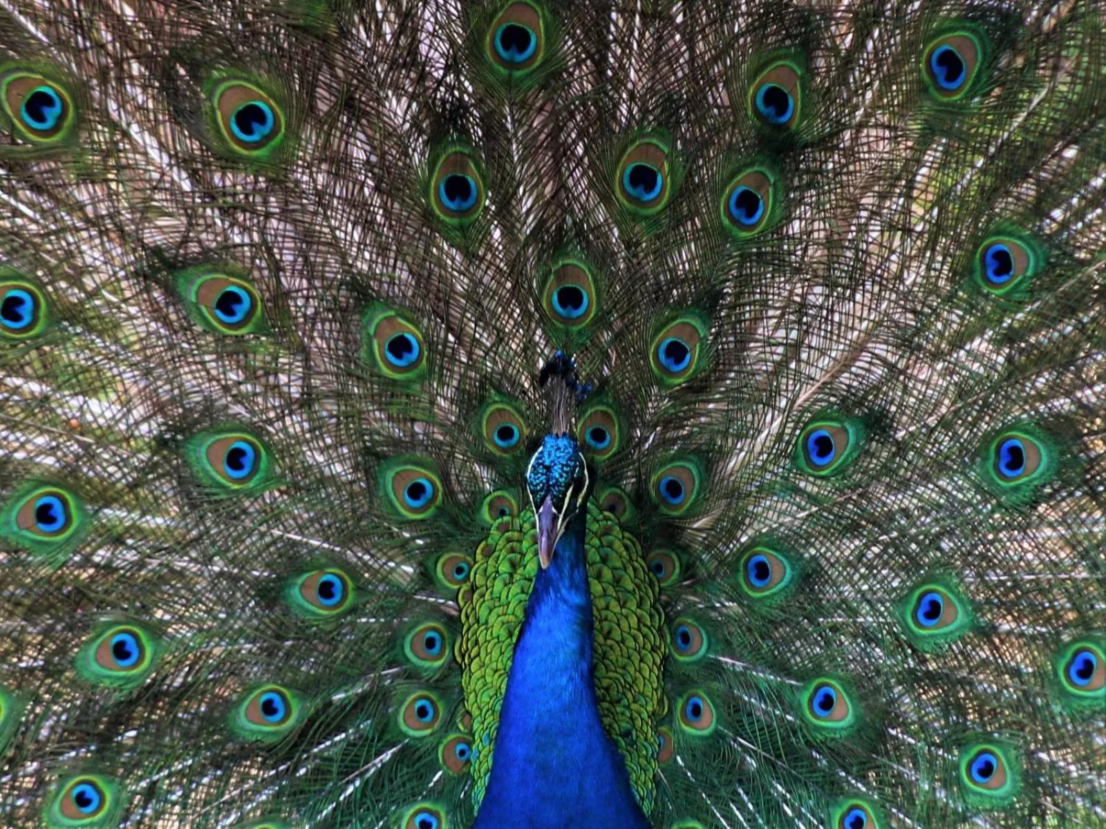 Garden in West Nest Lodge