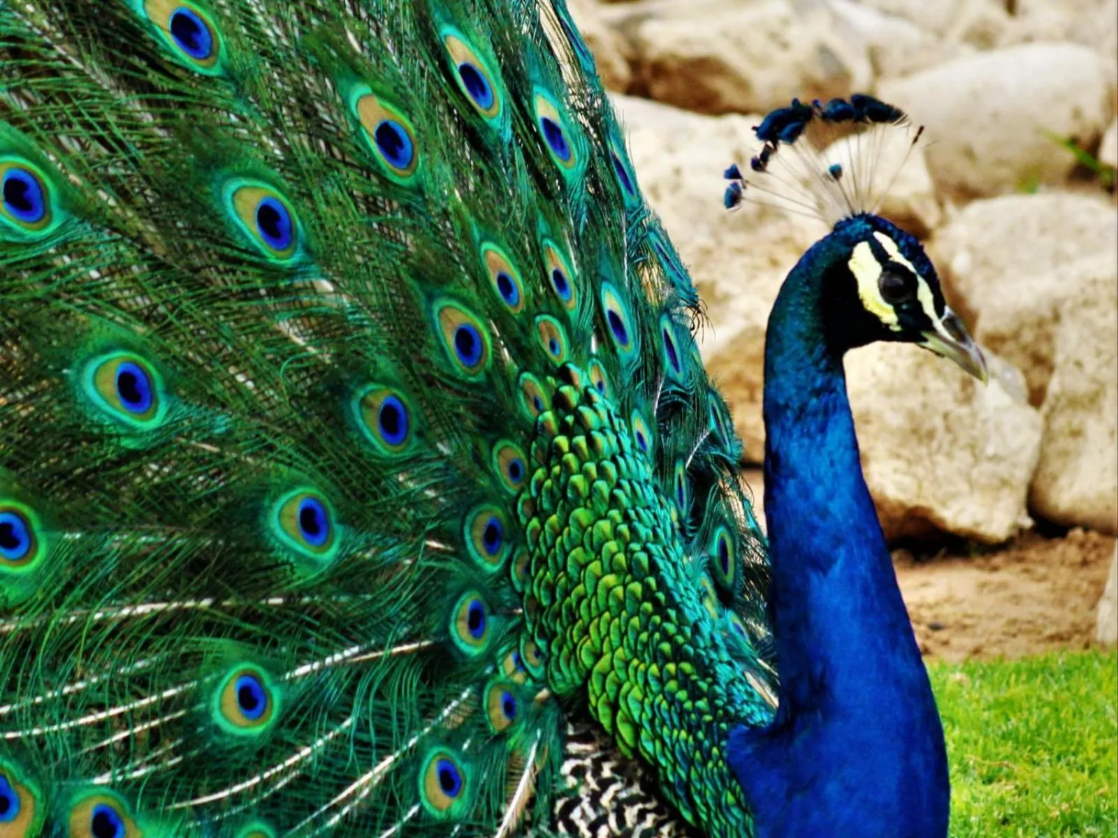 Garden in West Nest Lodge