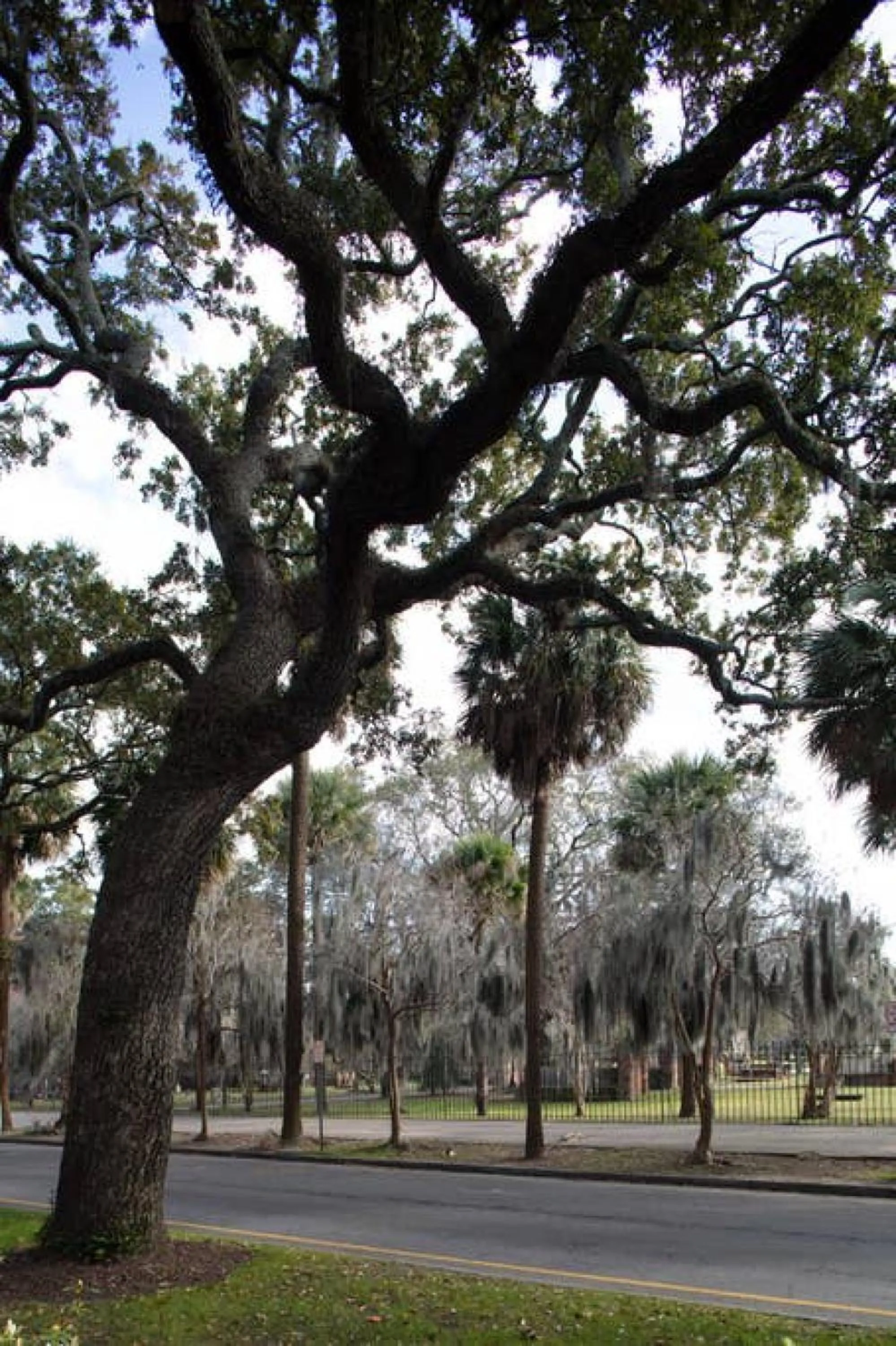 View (from property/room) in Sophisticated Historic Remodeled 9 bedroom Home