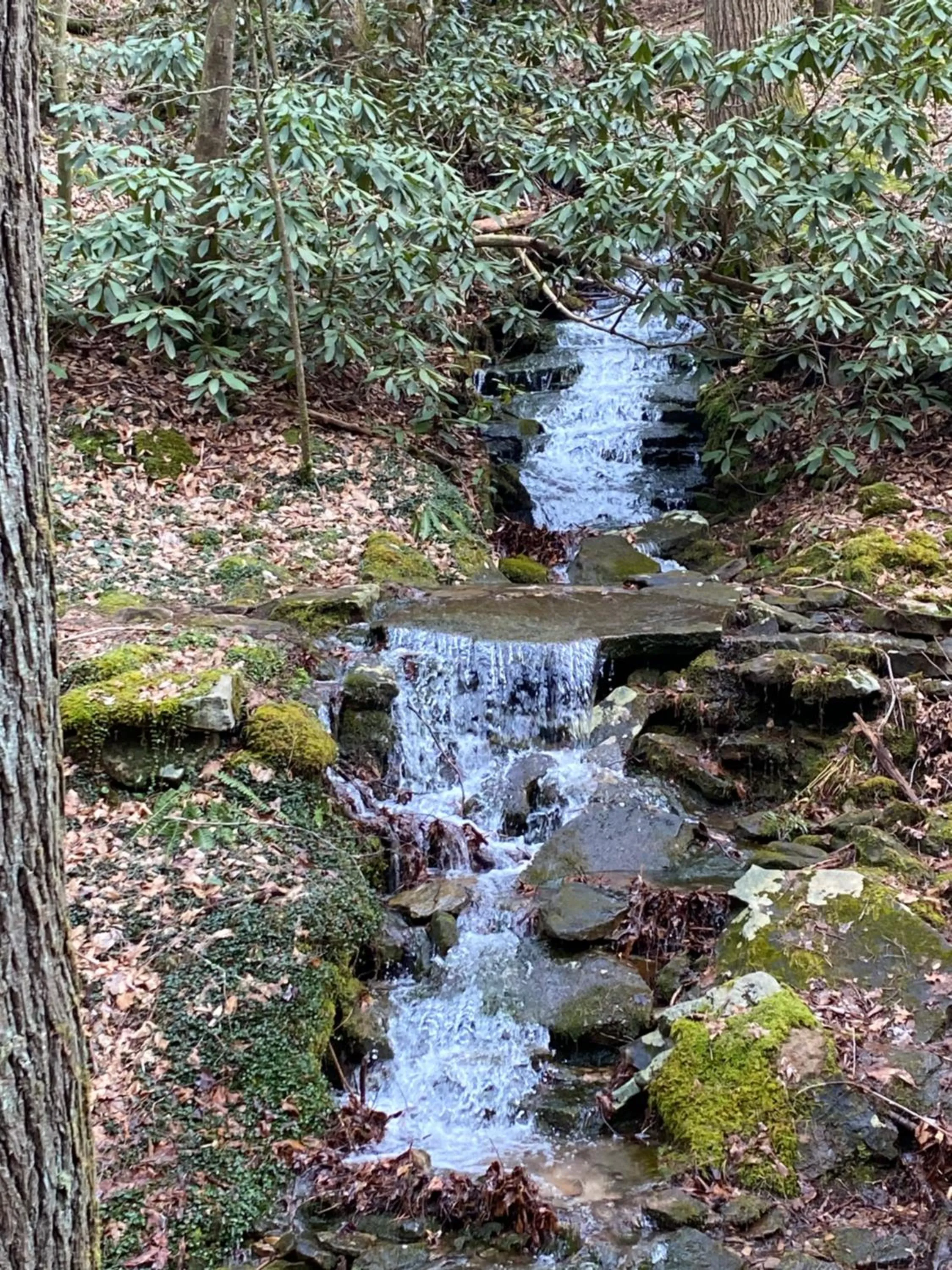 Natural landscape in Pine Mountain Inn