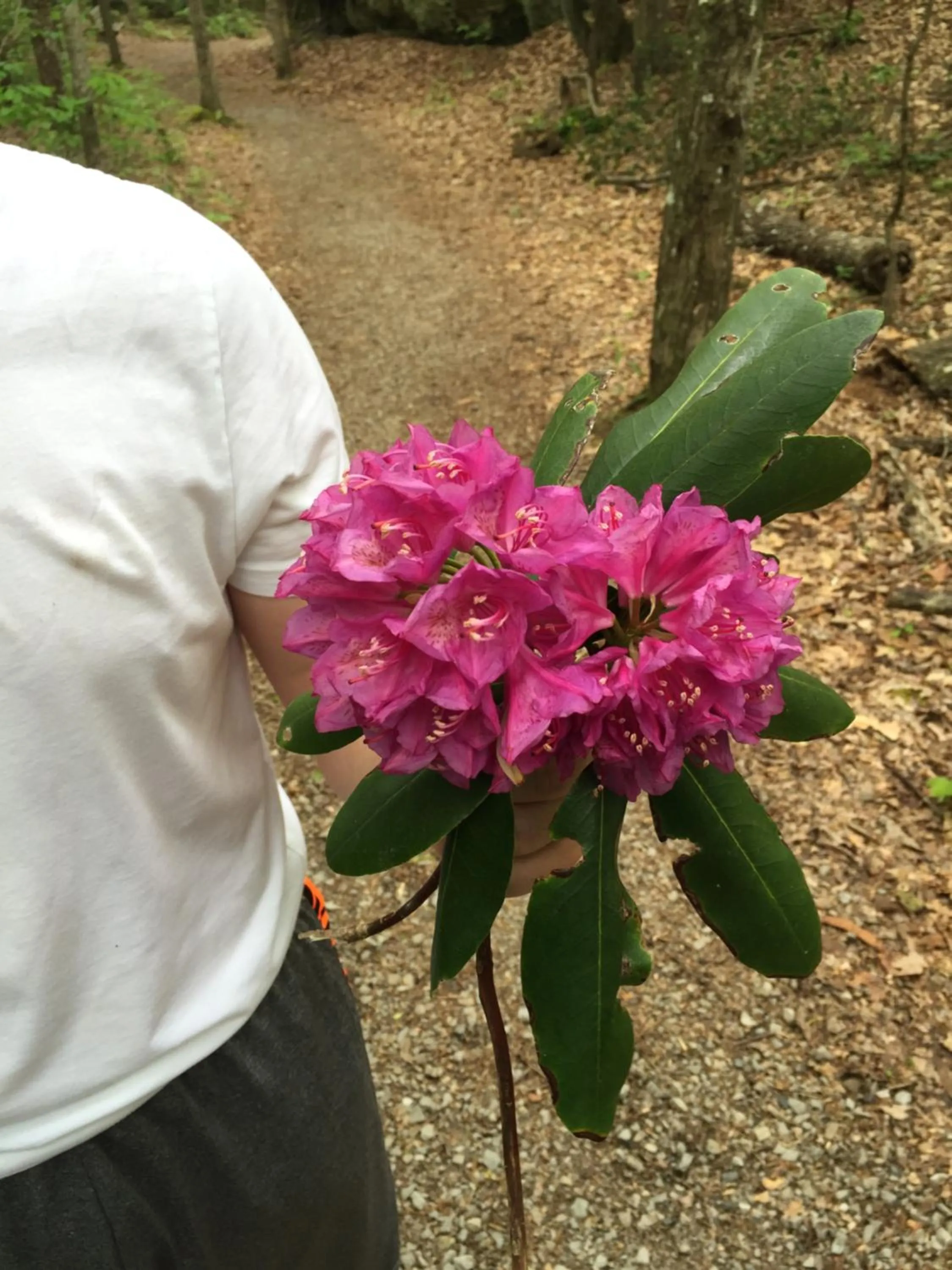 Garden in Pine Mountain Inn