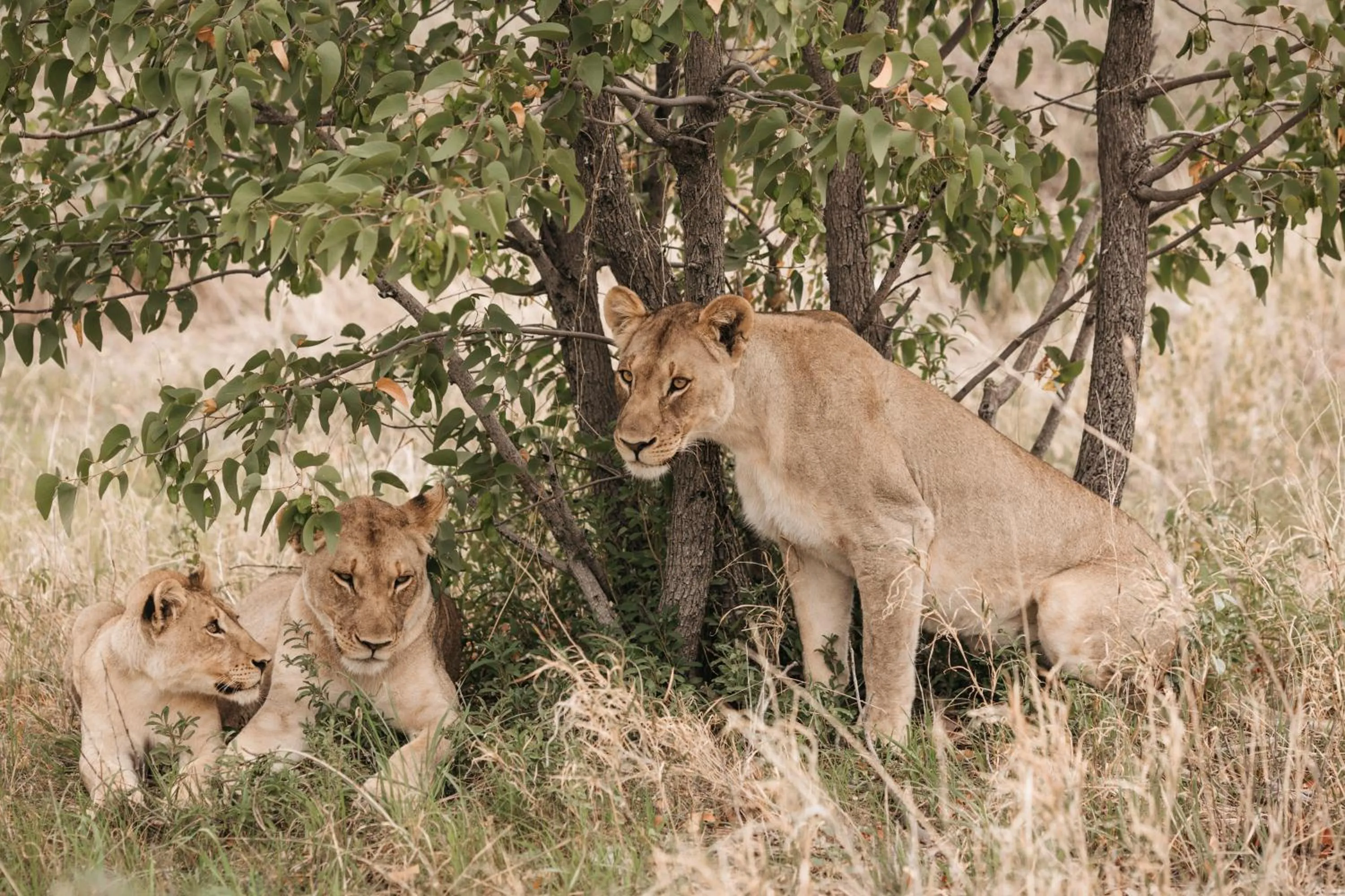 Activities in Etosha Safari Campsite