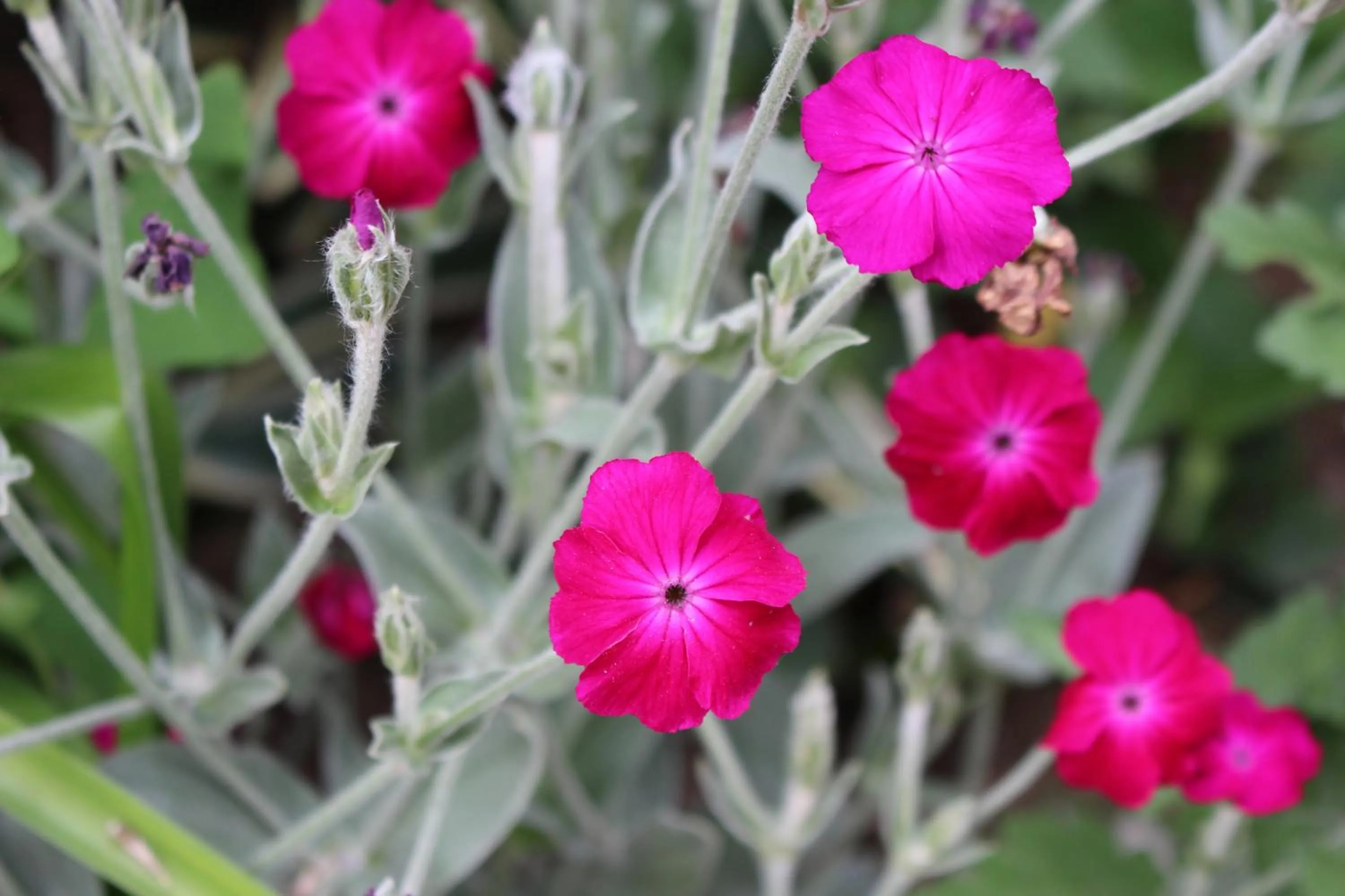 Garden view in Green Cape Tower