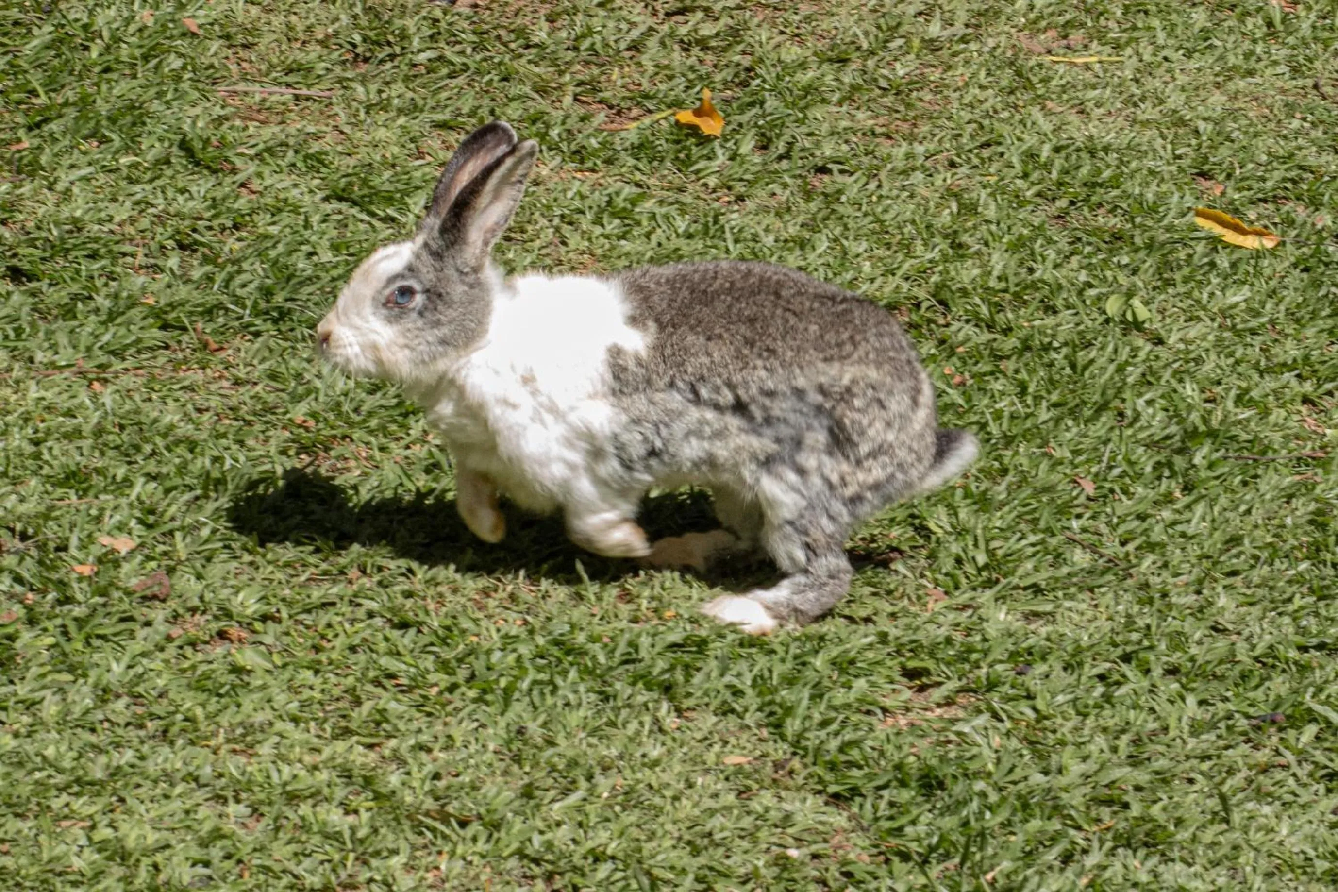 Garden in Hotel Pousada Arcádia Mineira