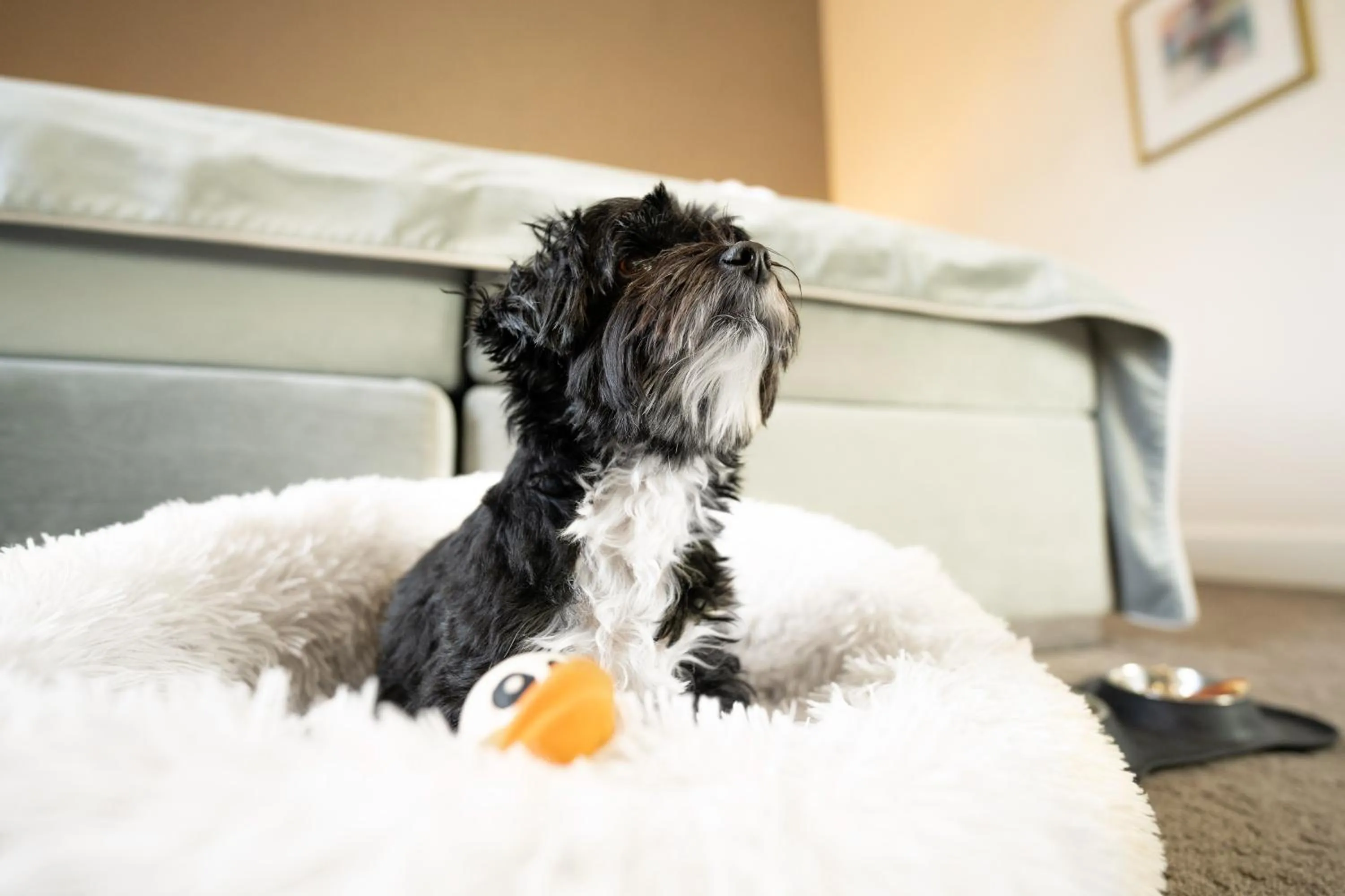 Pets in Bernstein Schlosshotel Ballenstedt