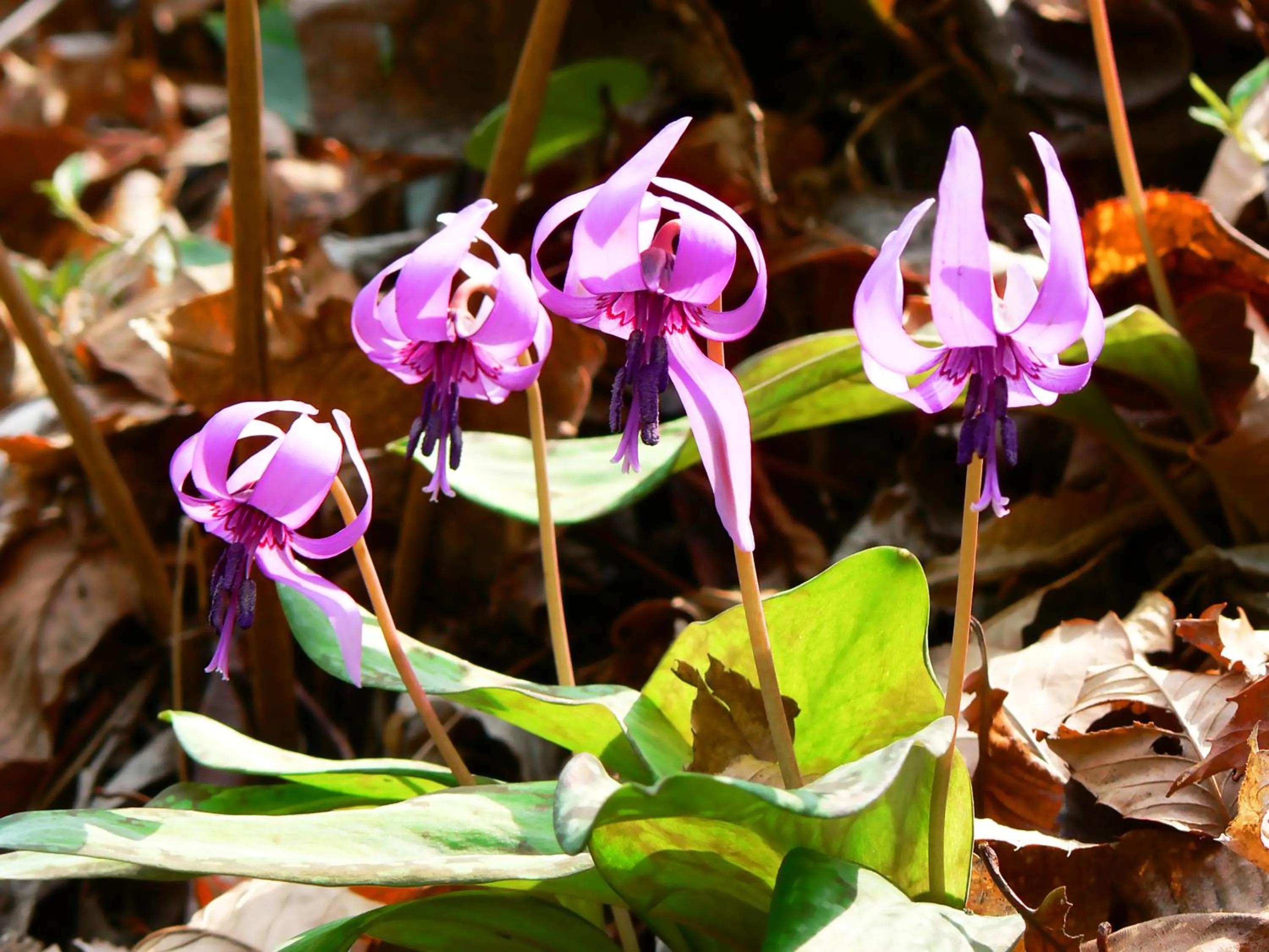 Ikoi no Mura Heritage Minoyama