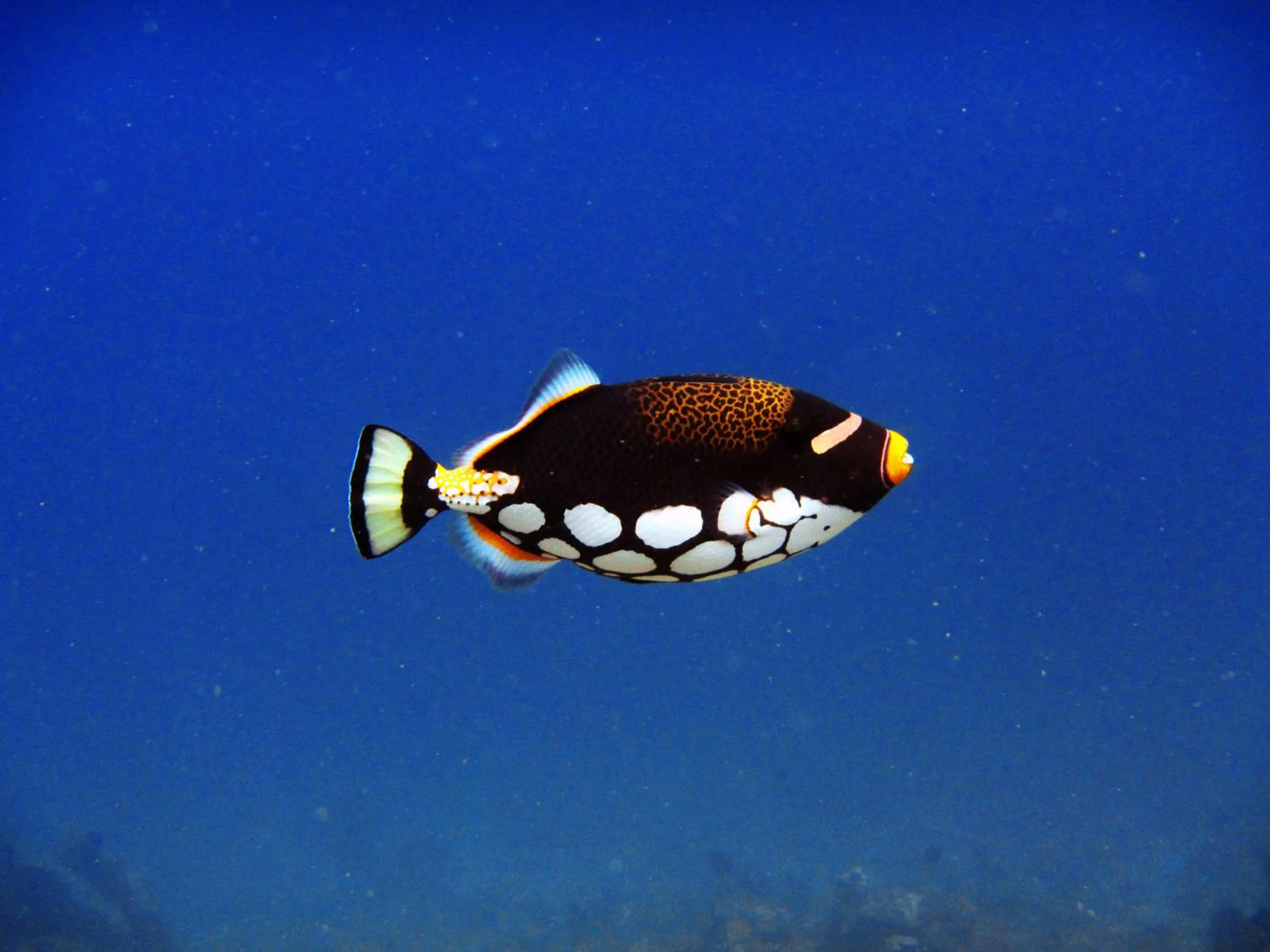 Diving in Rinjani Beach Eco Resort