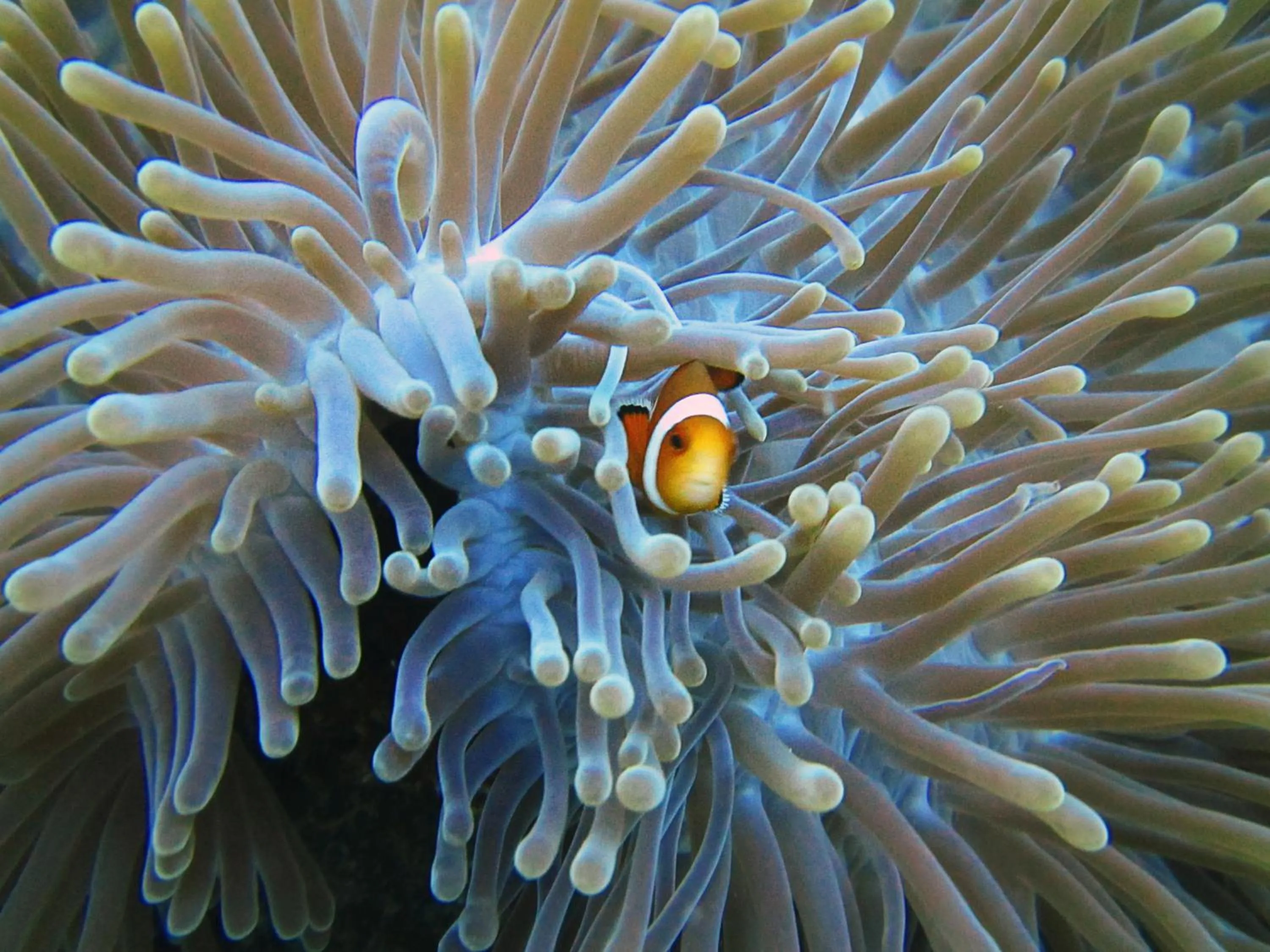 Diving in Rinjani Beach Eco Resort