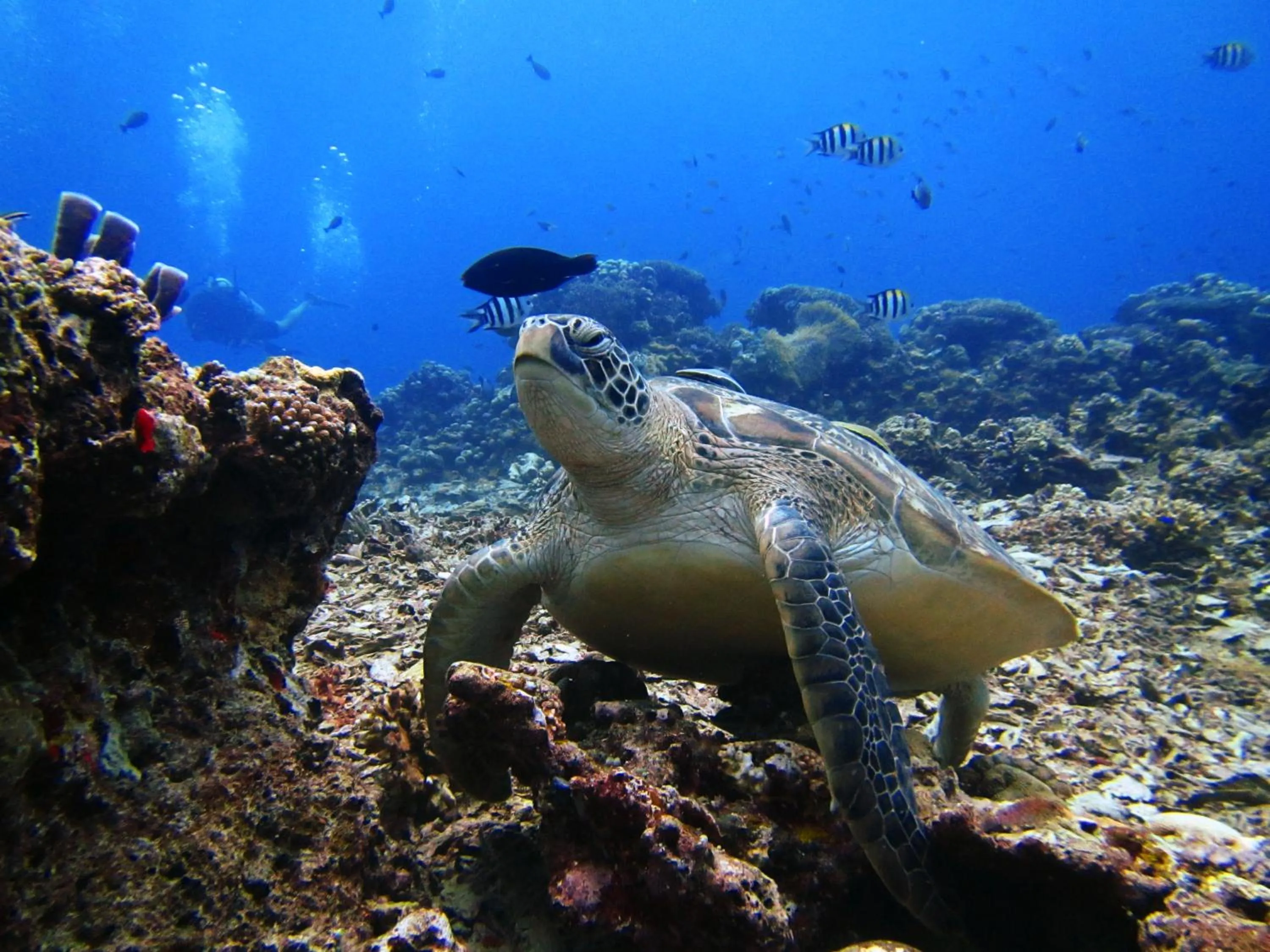 Diving in Rinjani Beach Eco Resort
