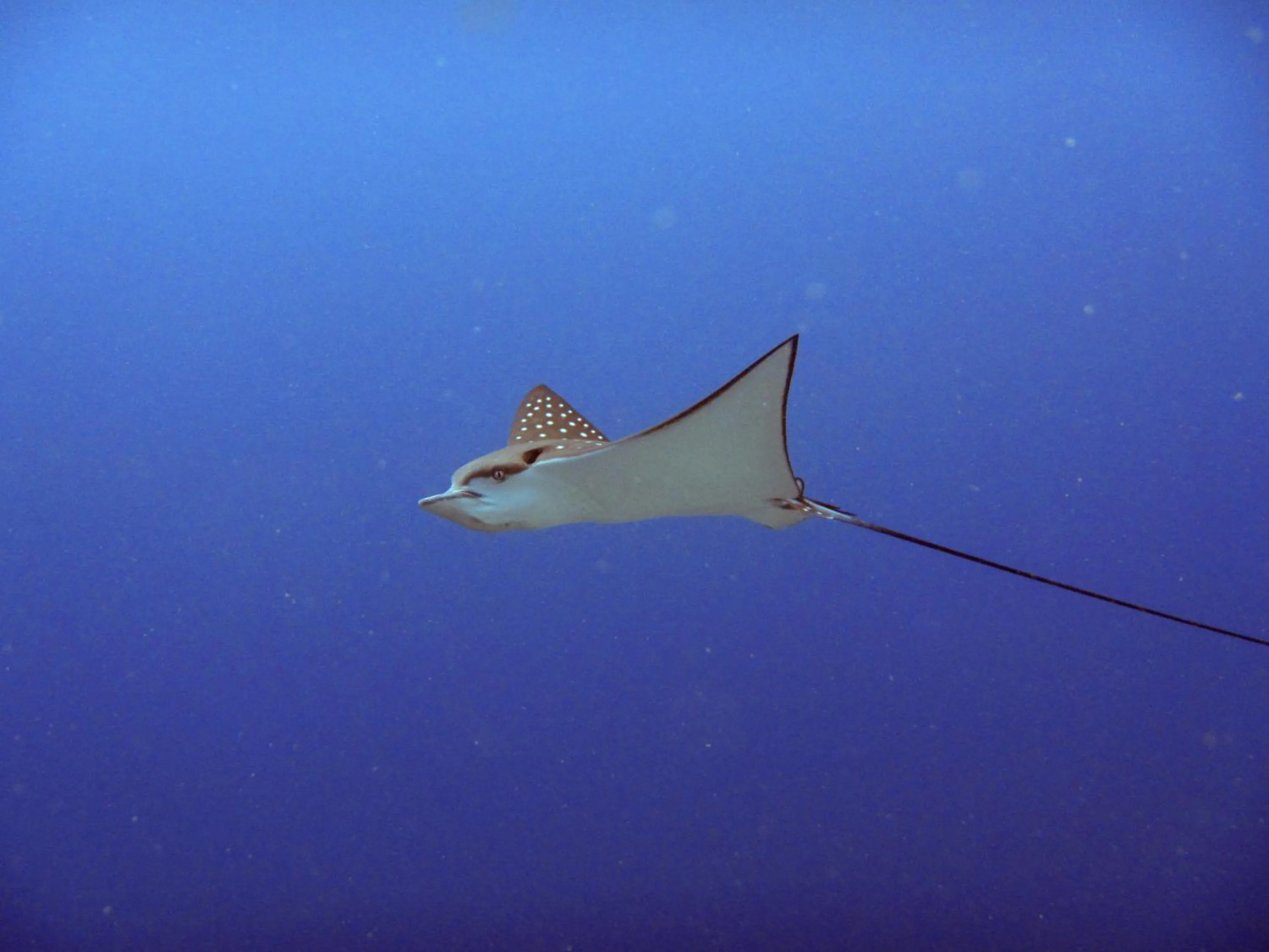 Diving in Rinjani Beach Eco Resort