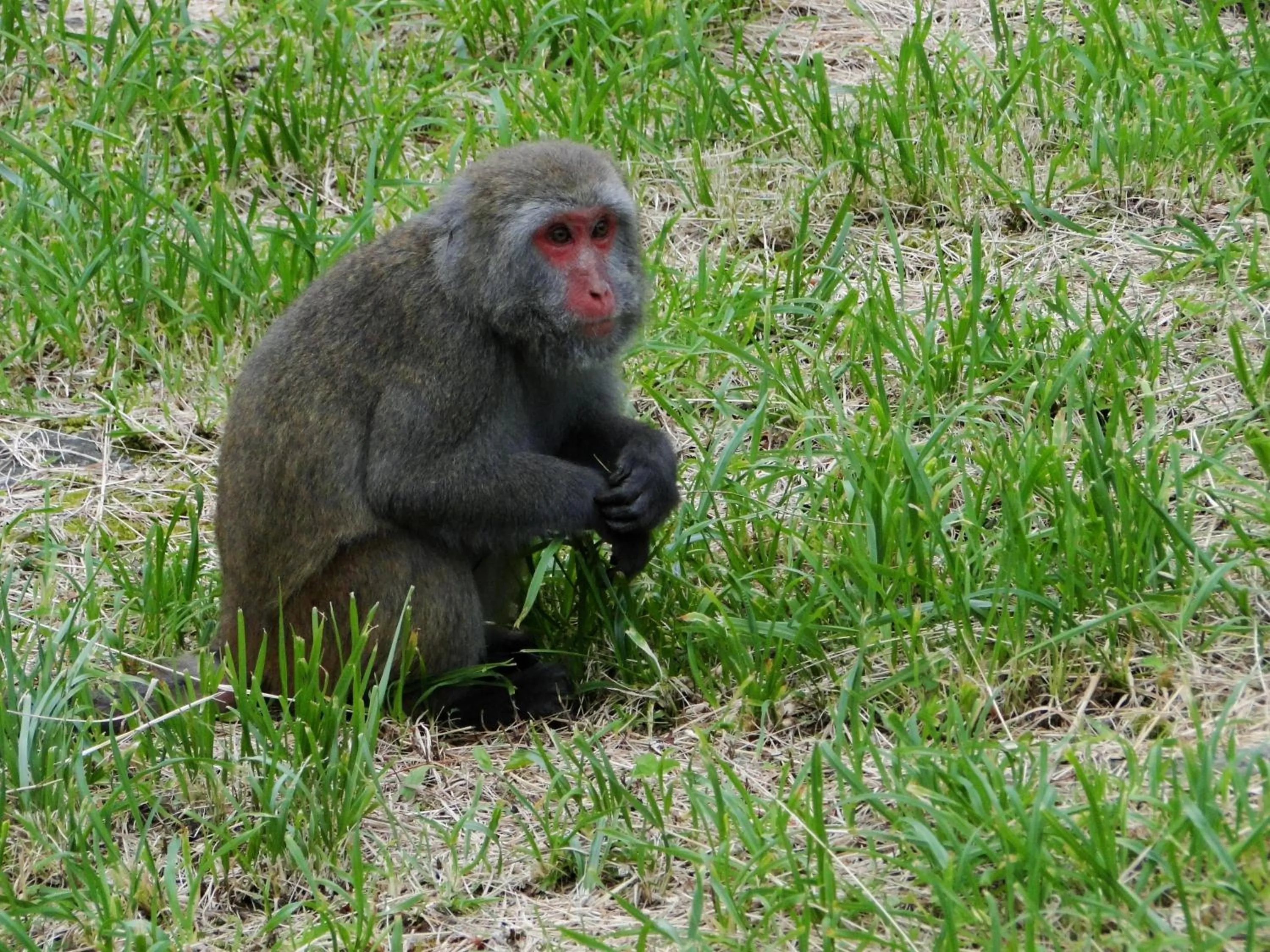 View (from property/room) in Alishan B&B YunMinGi