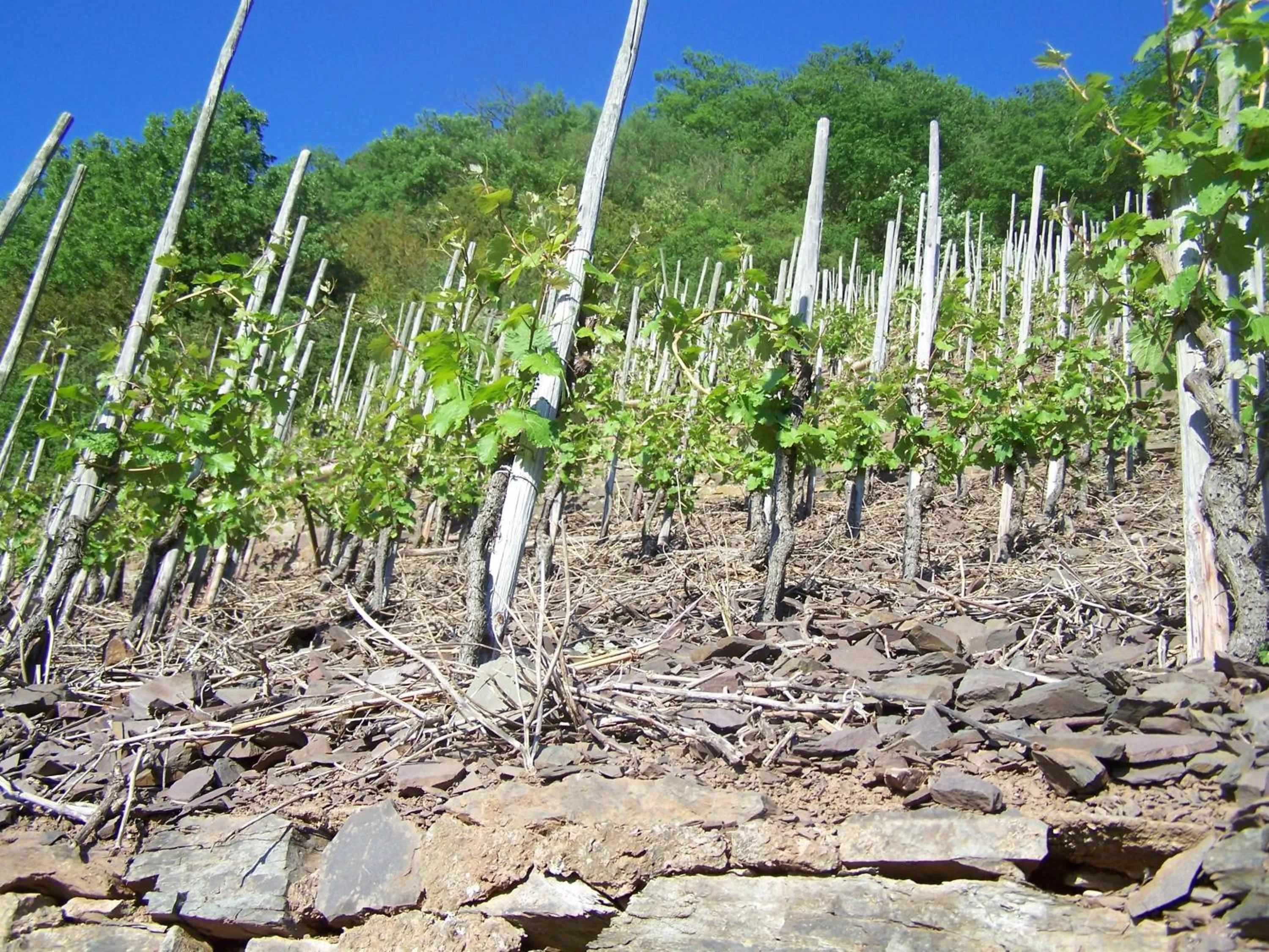 Natural landscape in Hotel-Fritz