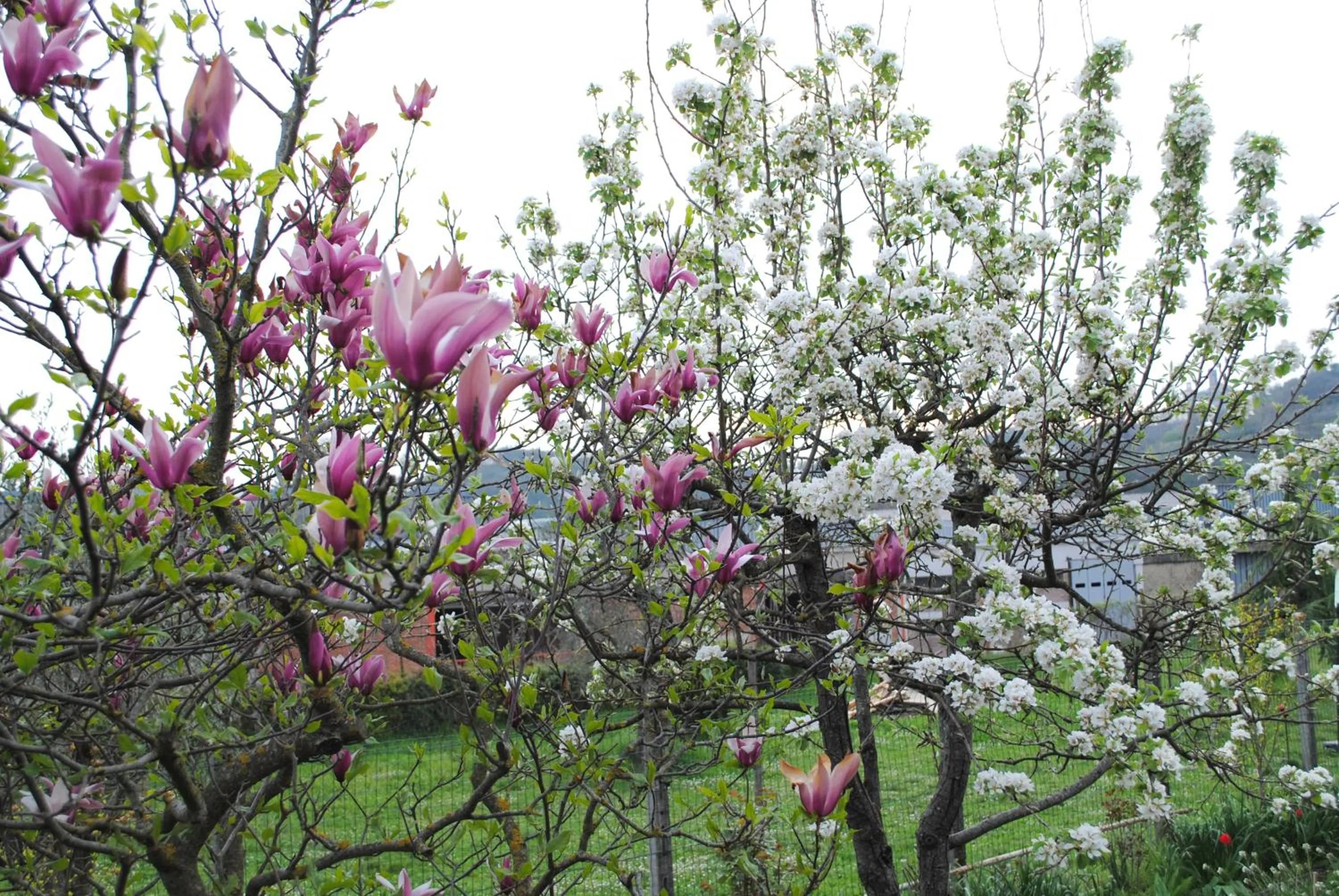 Spring in A casa di Gianna B&B