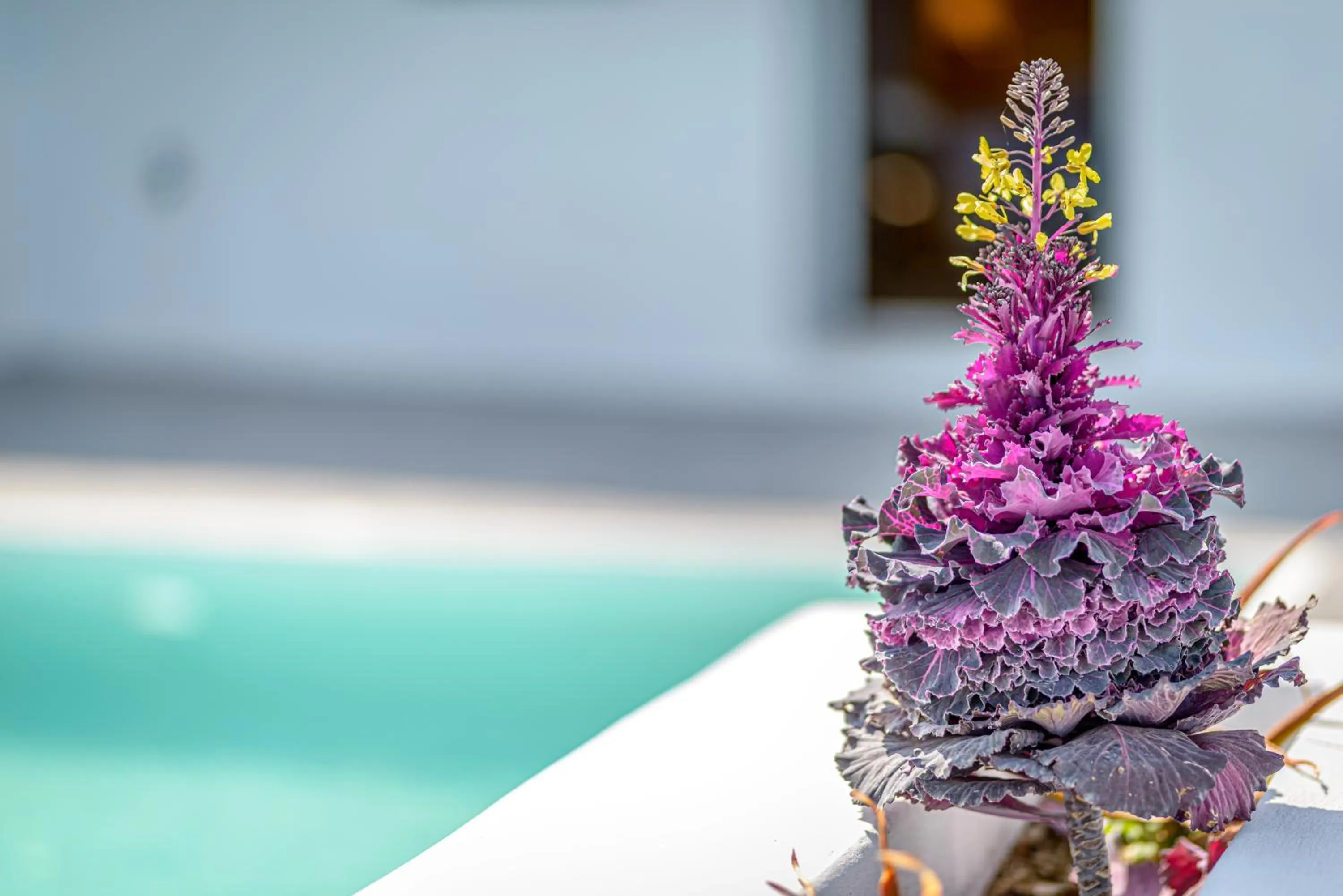 Balcony/Terrace in Siete Mares Luxury Suites