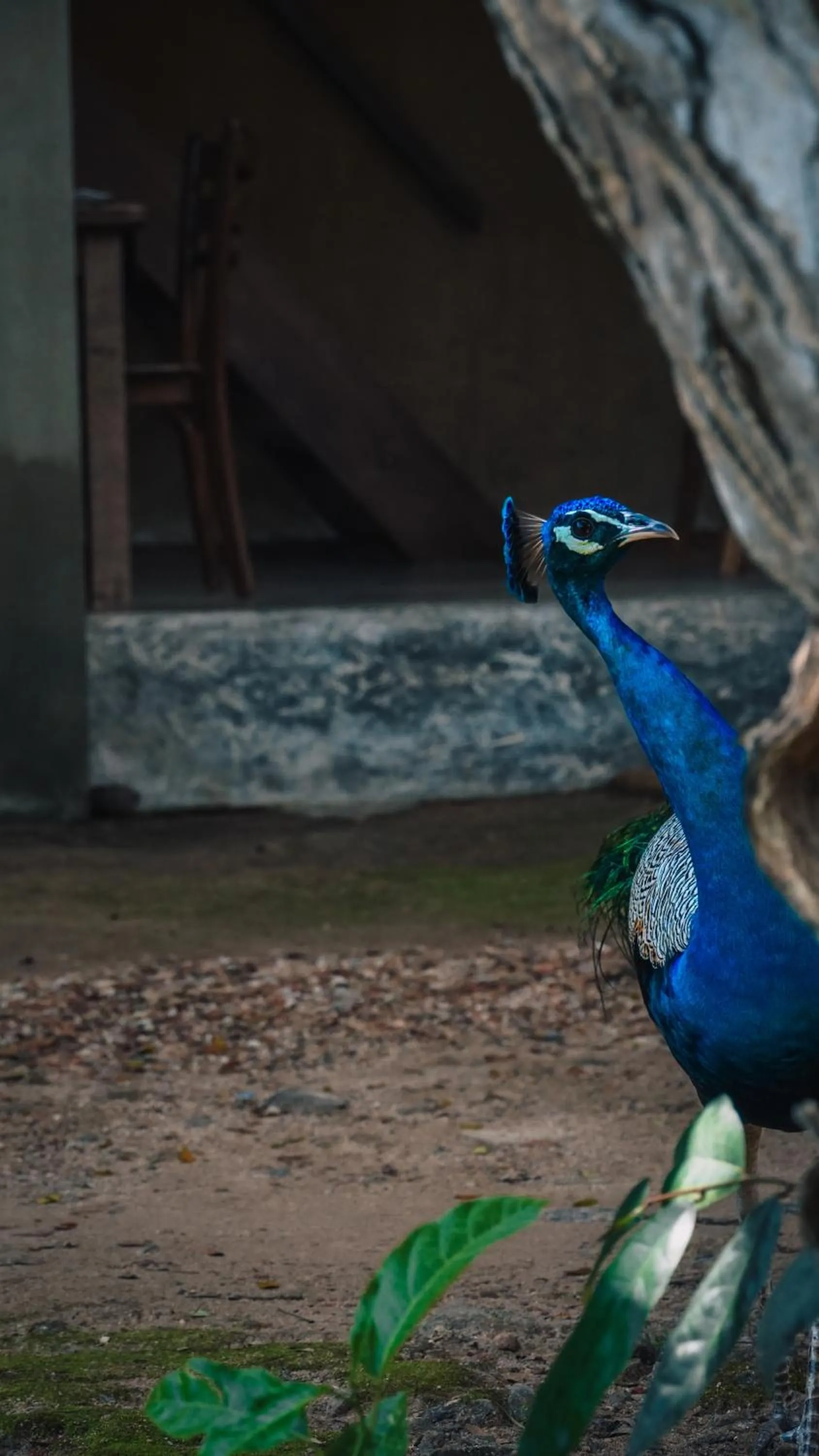 Dunes Unawatuna Hotel