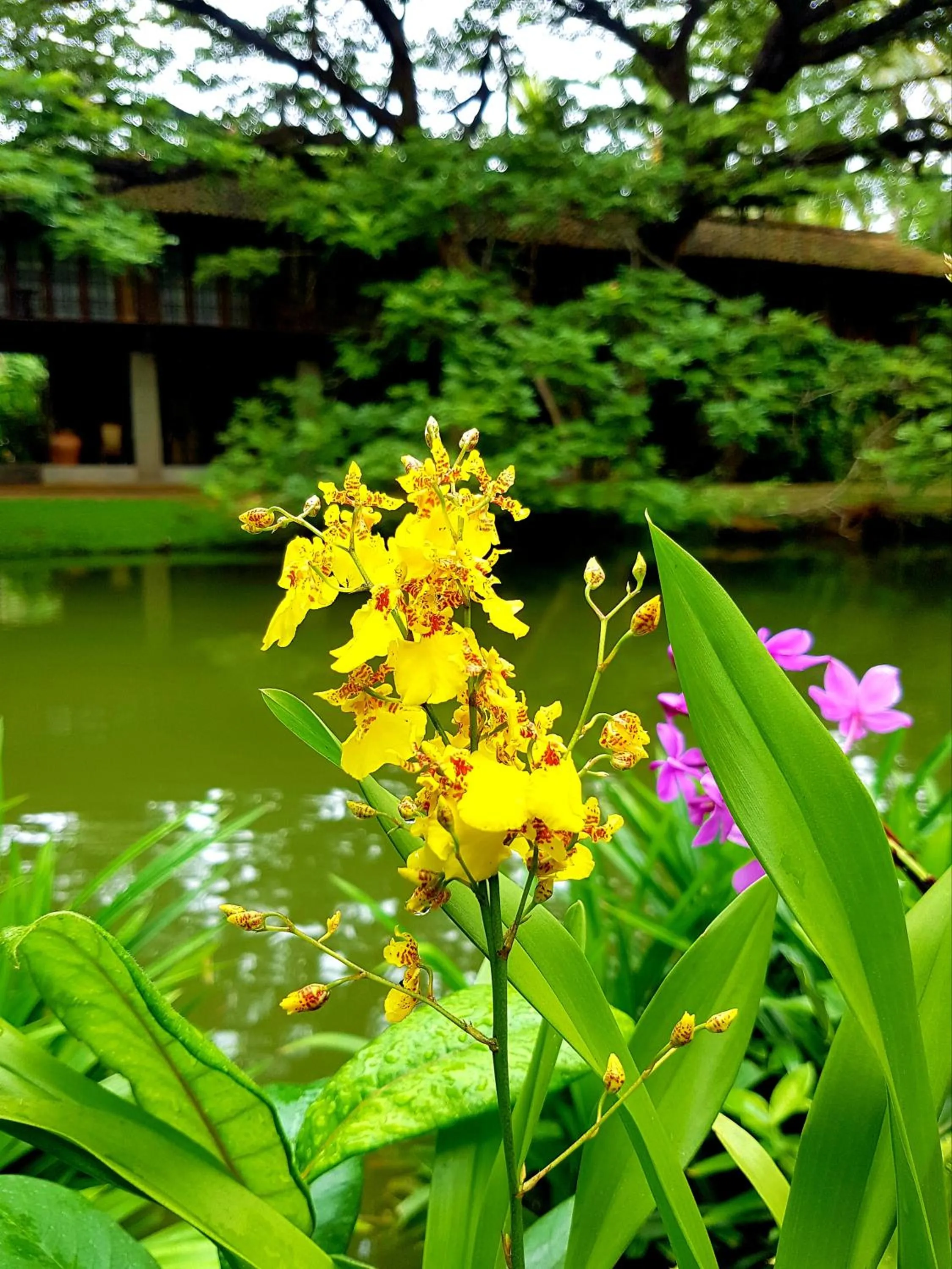 Garden in Dunes Unawatuna Hotel