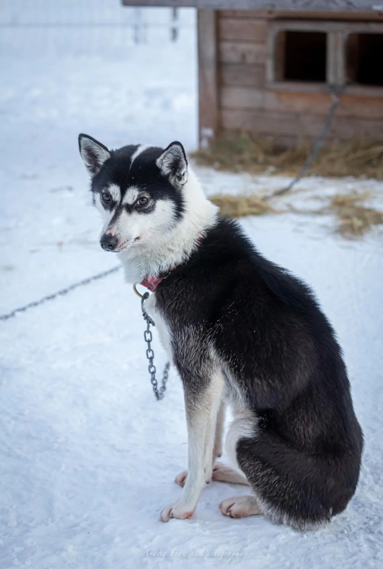Old Pine Husky Lodge