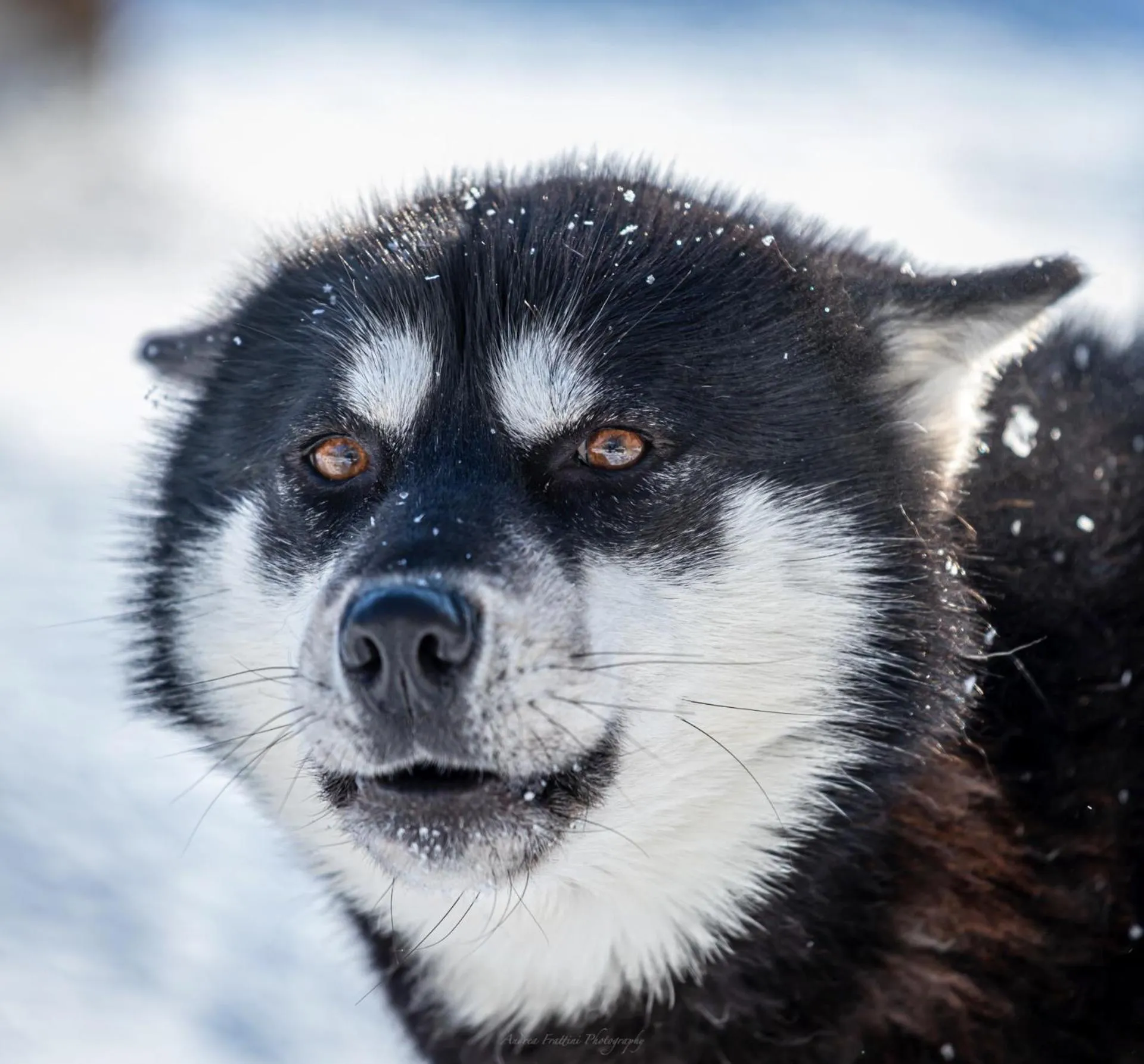 Old Pine Husky Lodge
