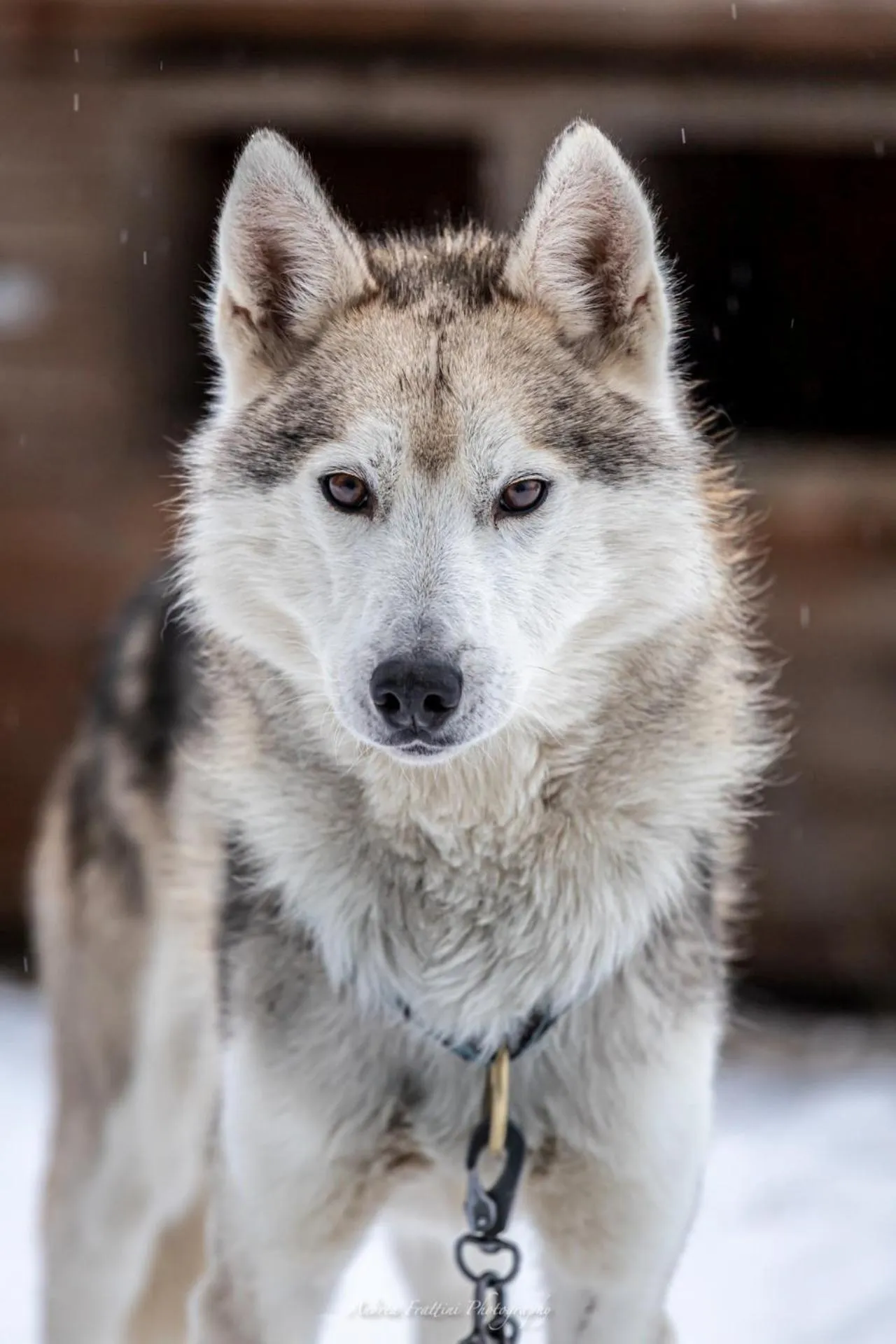 Old Pine Husky Lodge