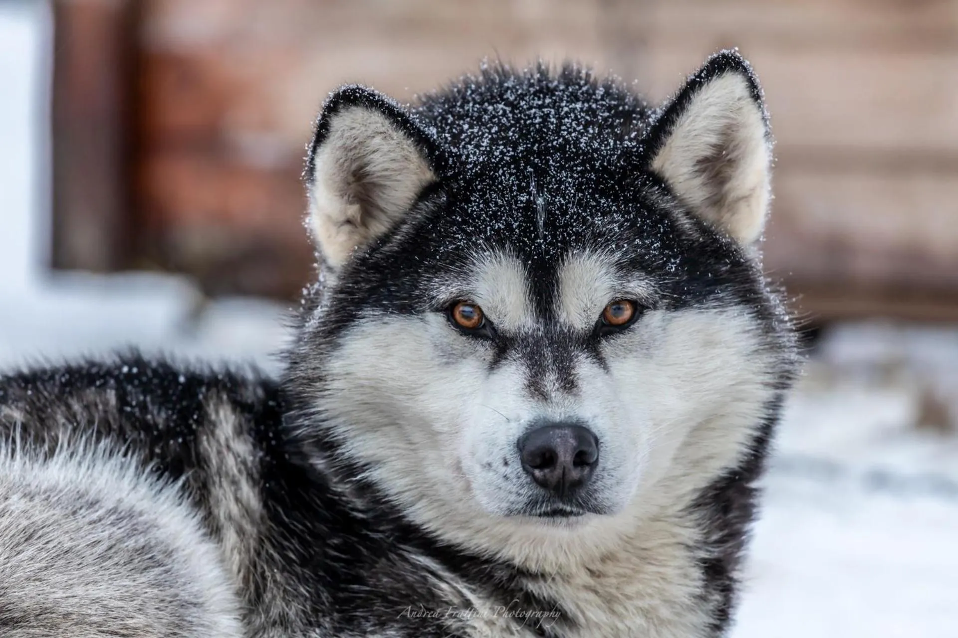 Old Pine Husky Lodge