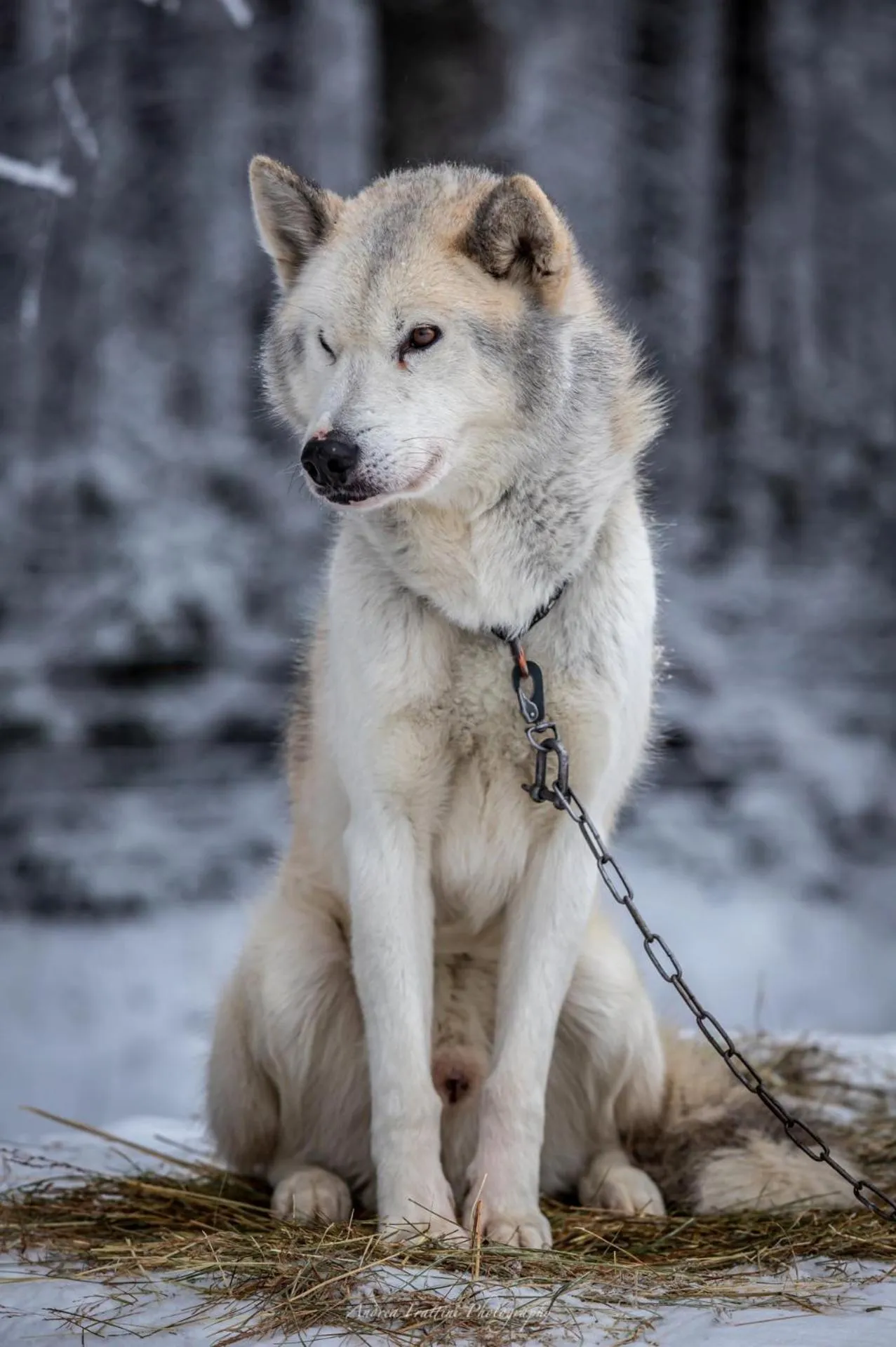 Old Pine Husky Lodge