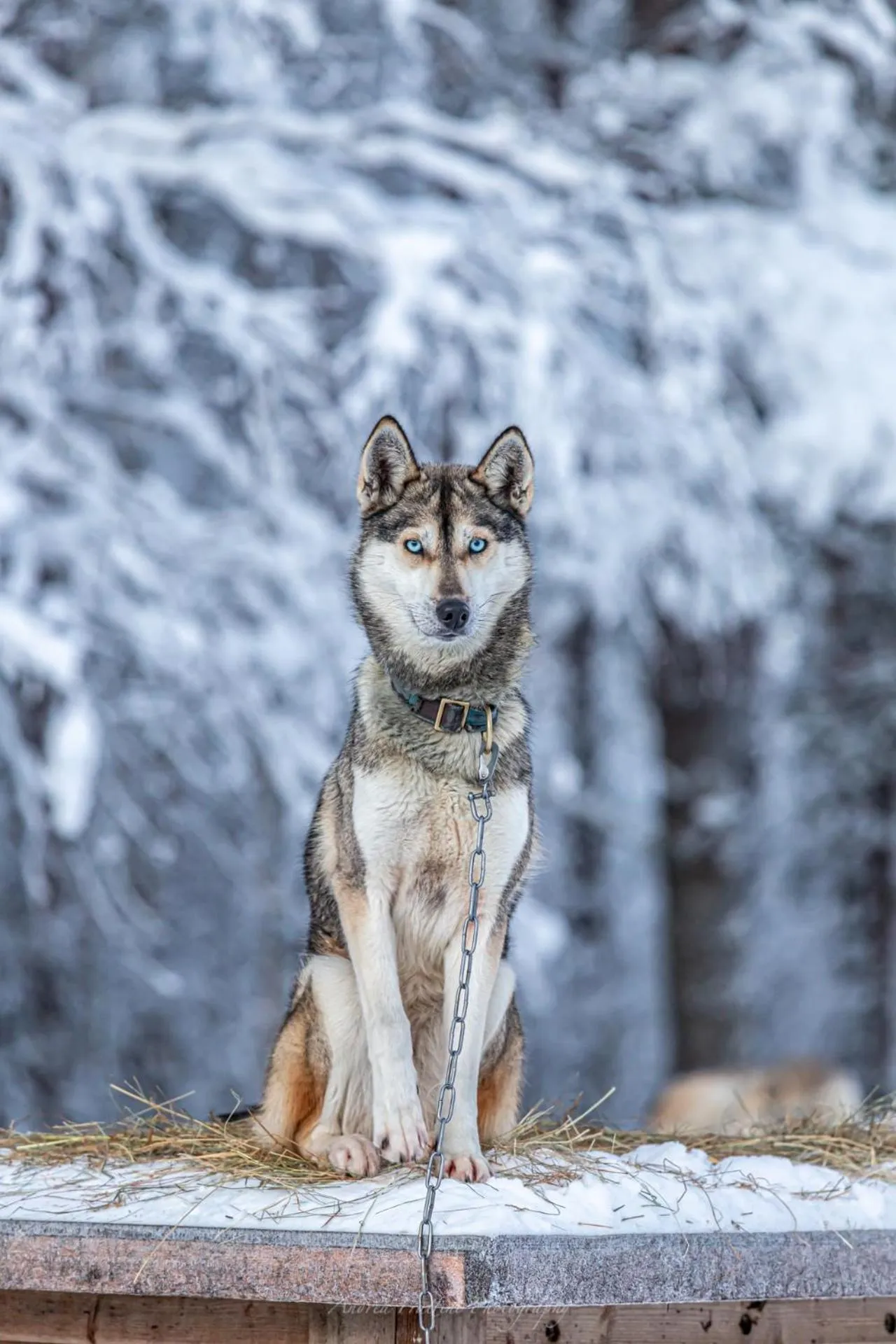 Old Pine Husky Lodge