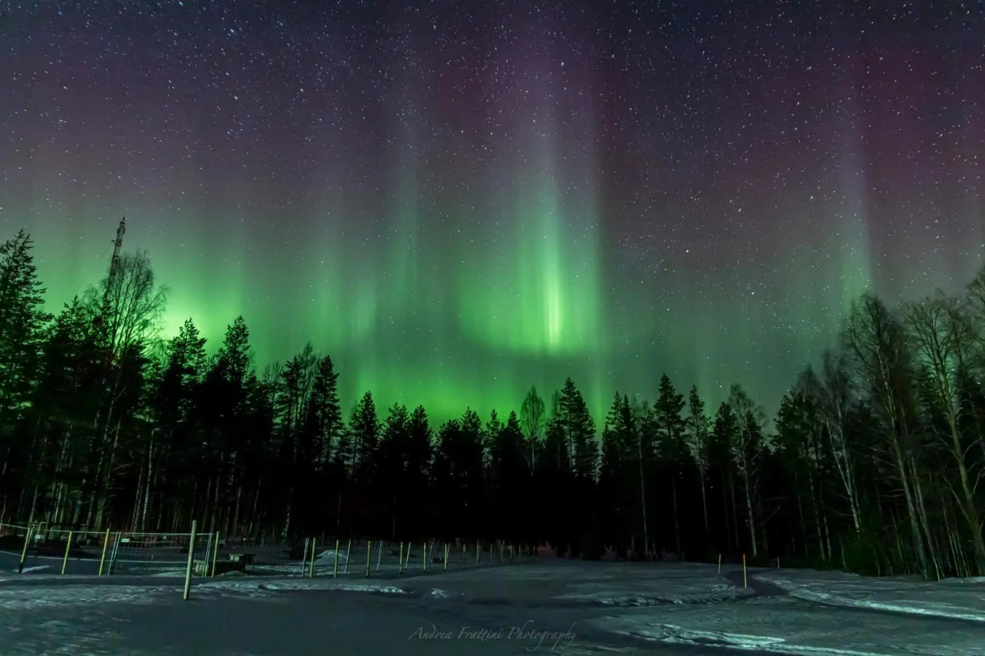 Old Pine Husky Lodge
