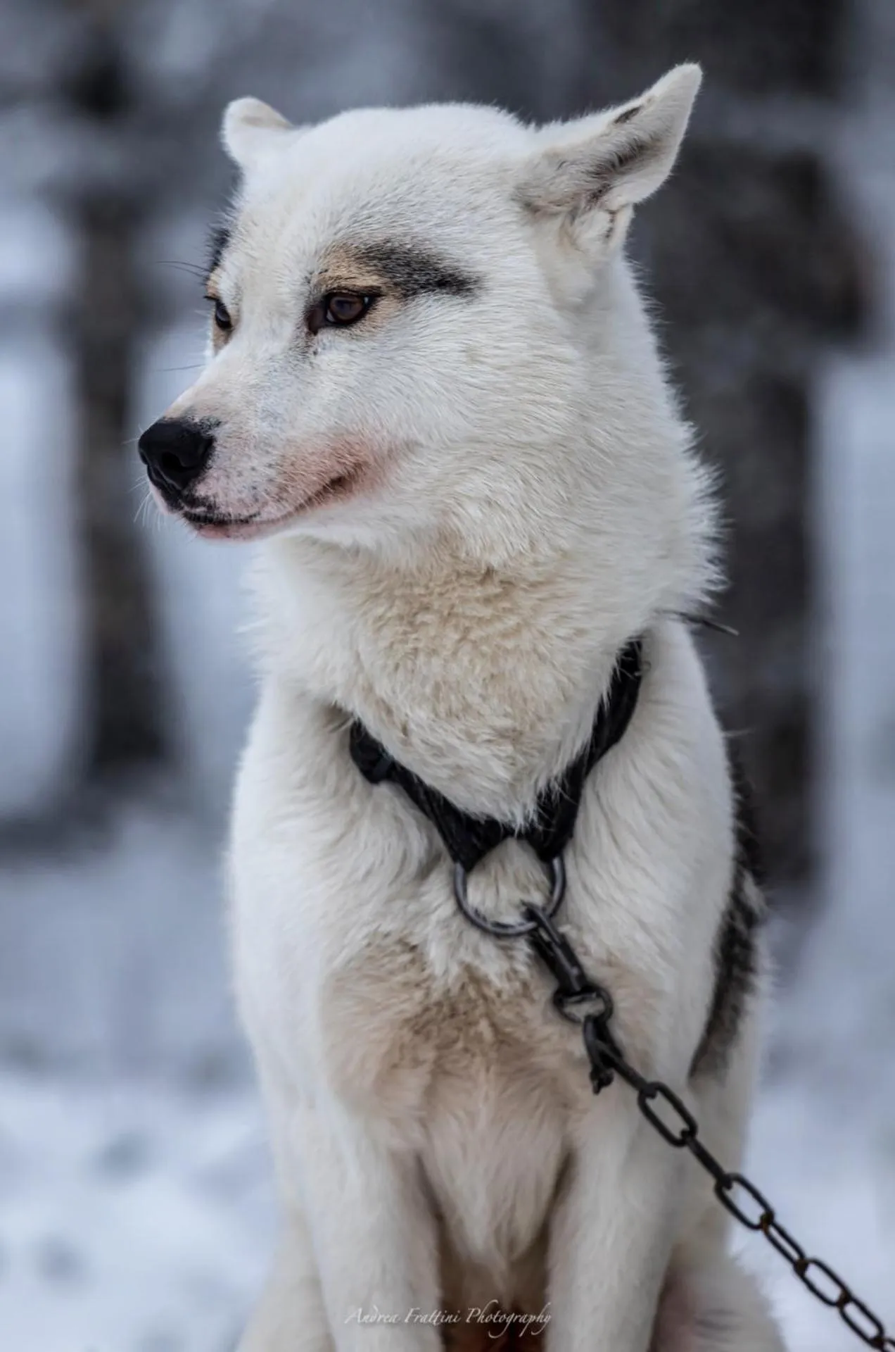 Old Pine Husky Lodge