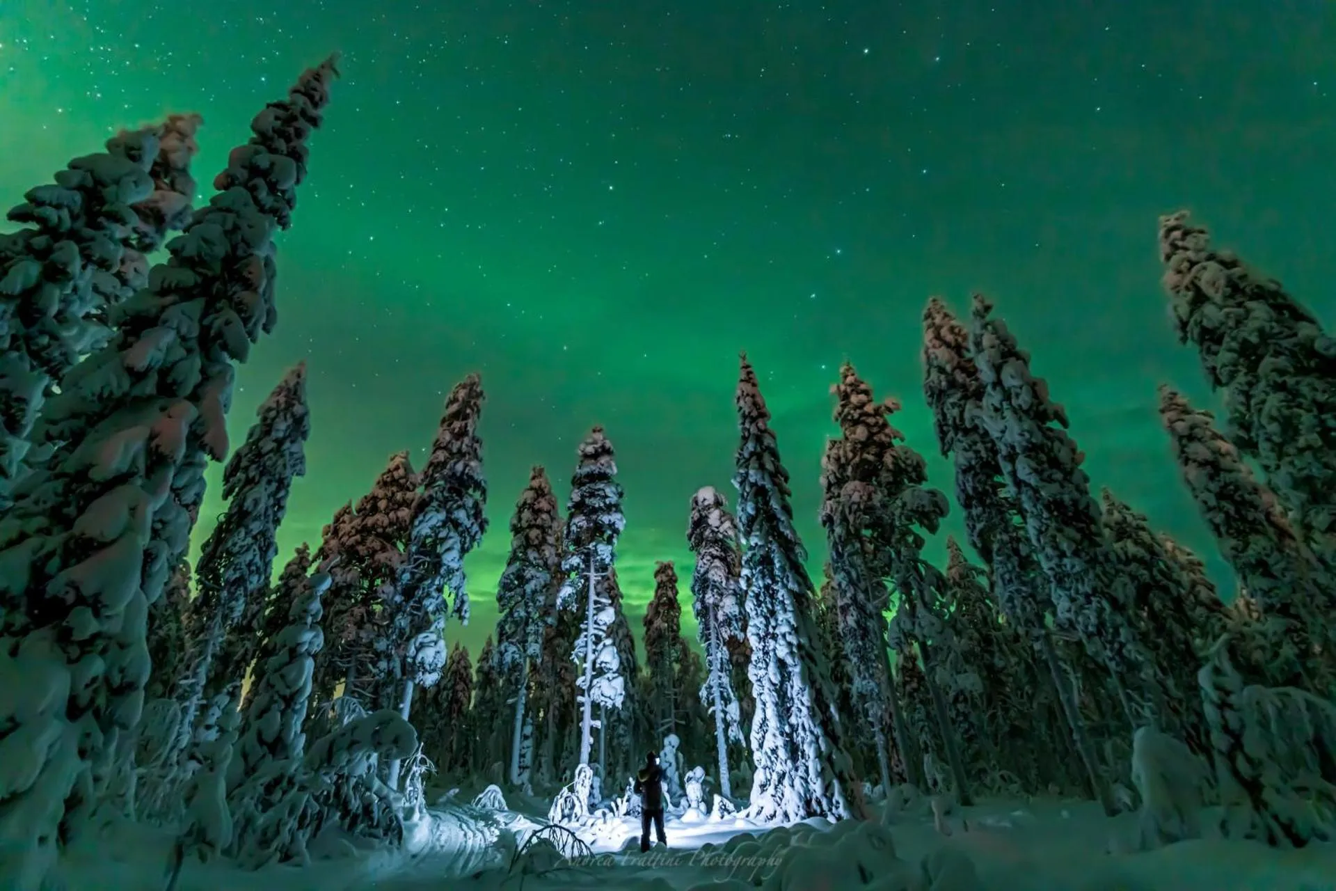 Old Pine Husky Lodge